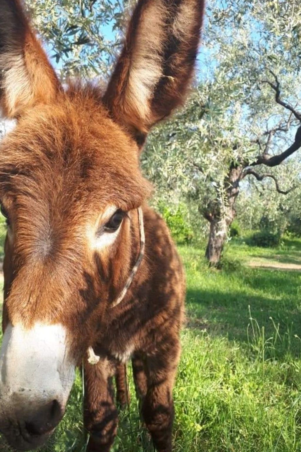 Neues Ferienhaus in Thasos mit Großer Terrasse-Image-tags.info