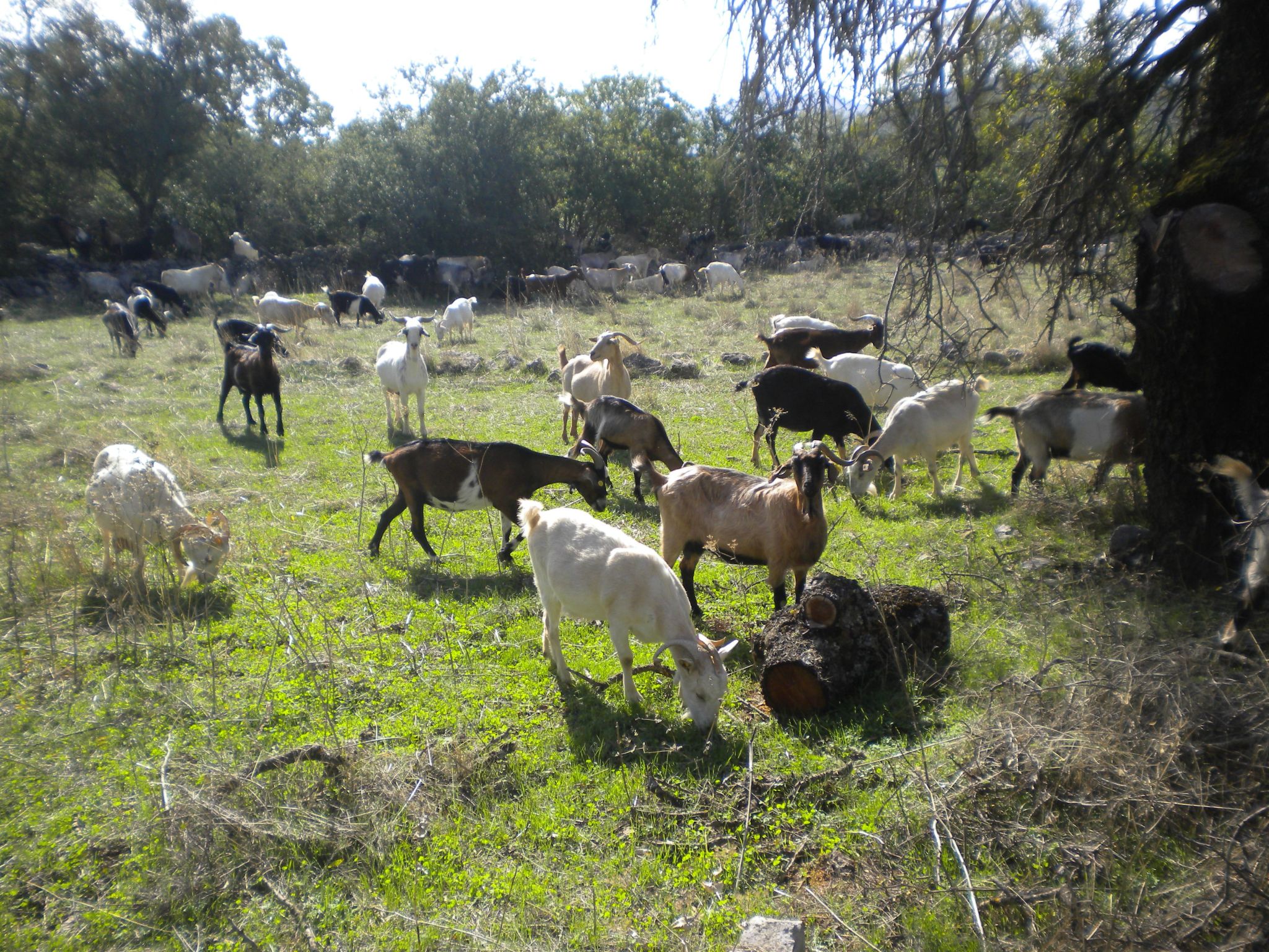 Steinhaus in Leonido mit Parkplatz-Binnen