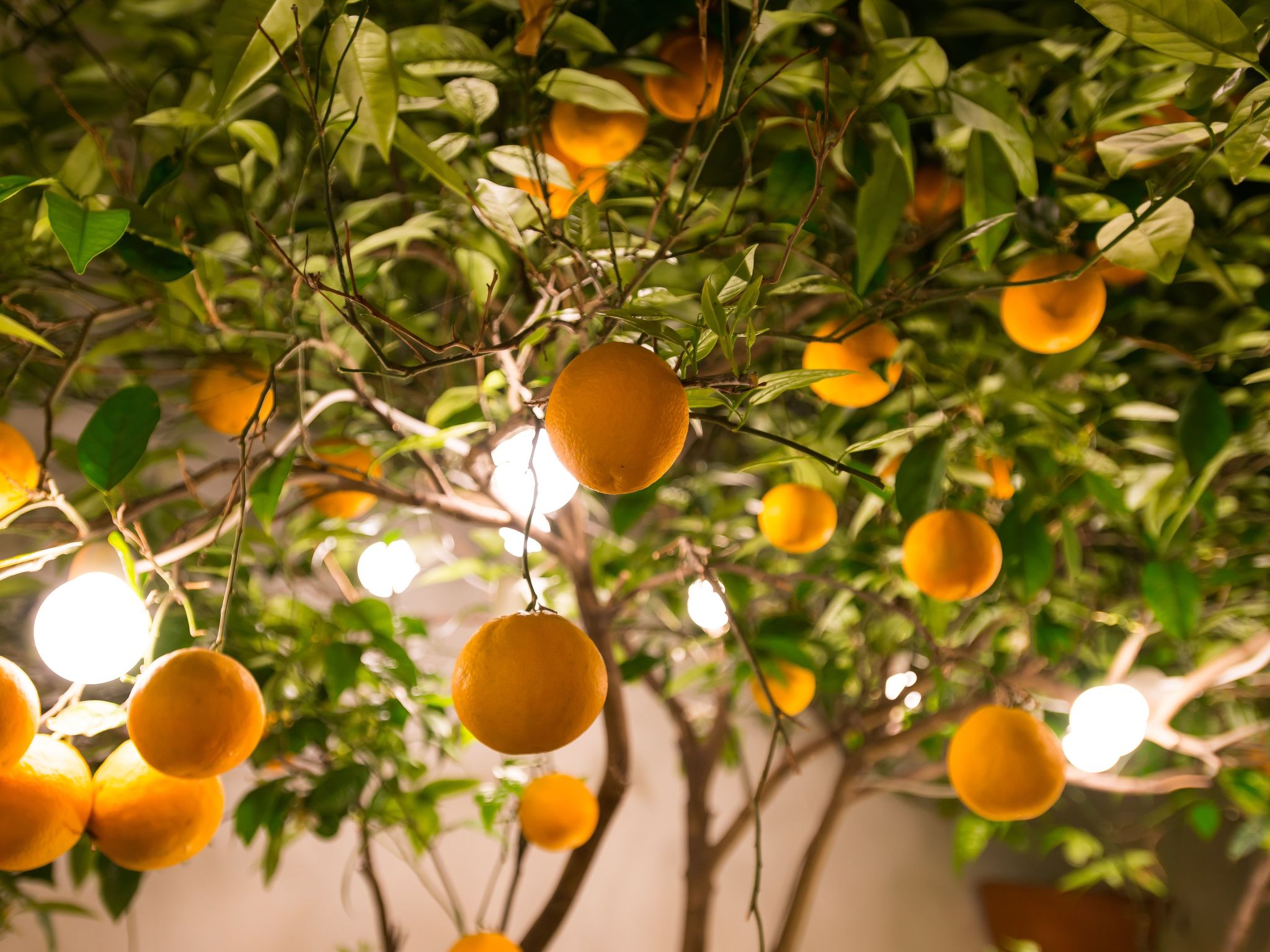 Diamante beachfront suite B-Binnen