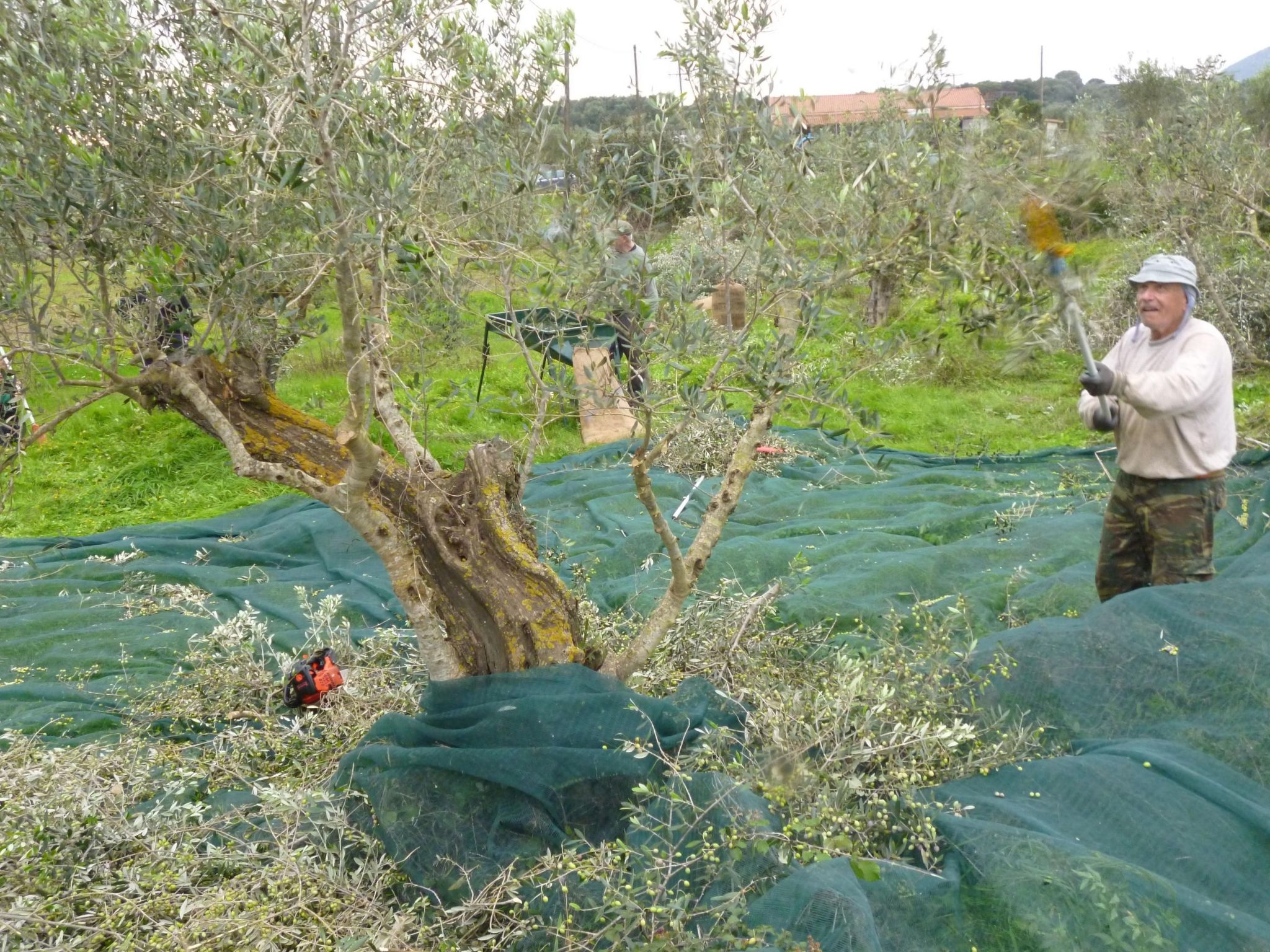 Pilias-Image-tags.info