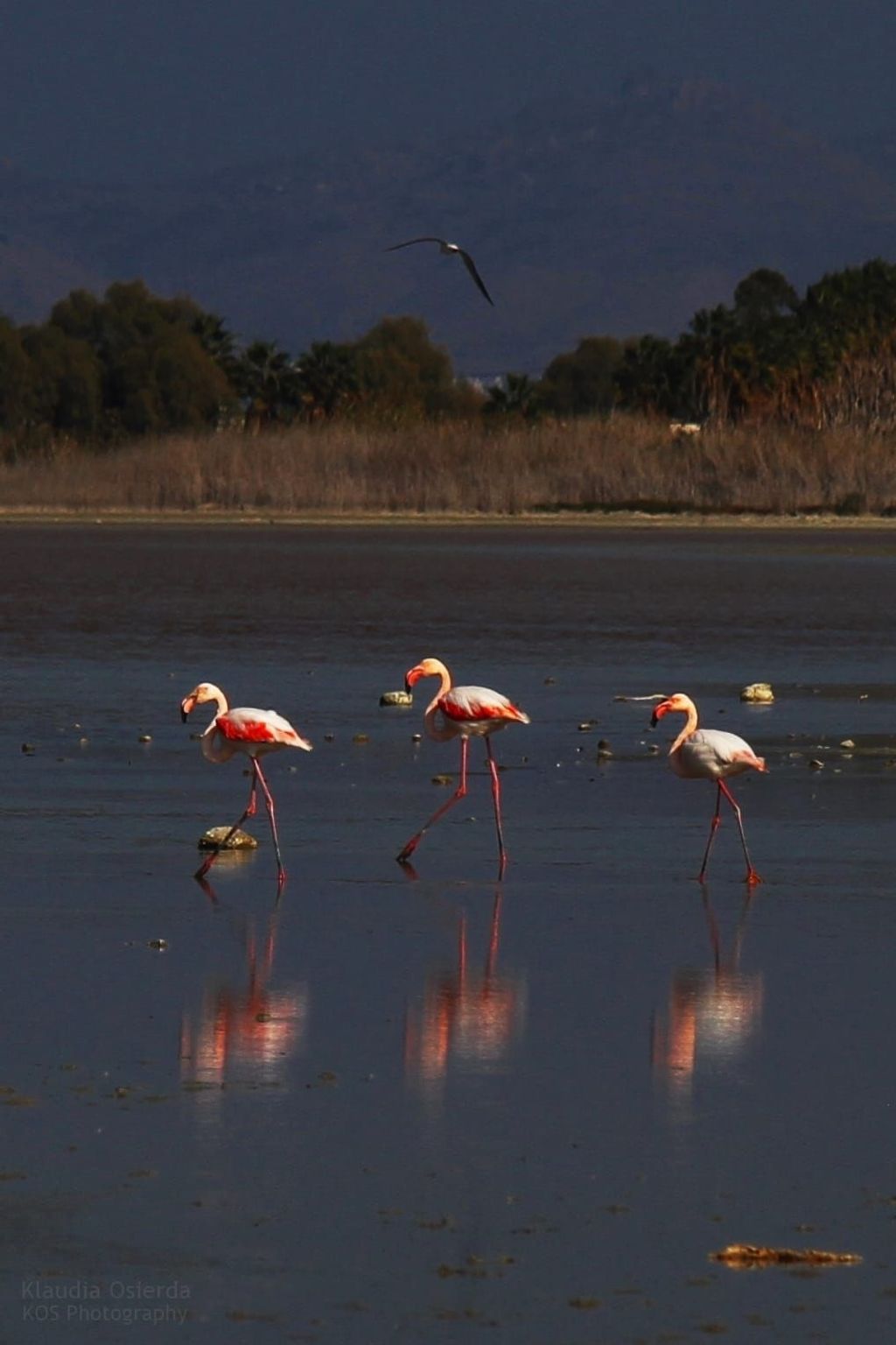 In einem Olivenhain in Strandnähe - Image-tags.info