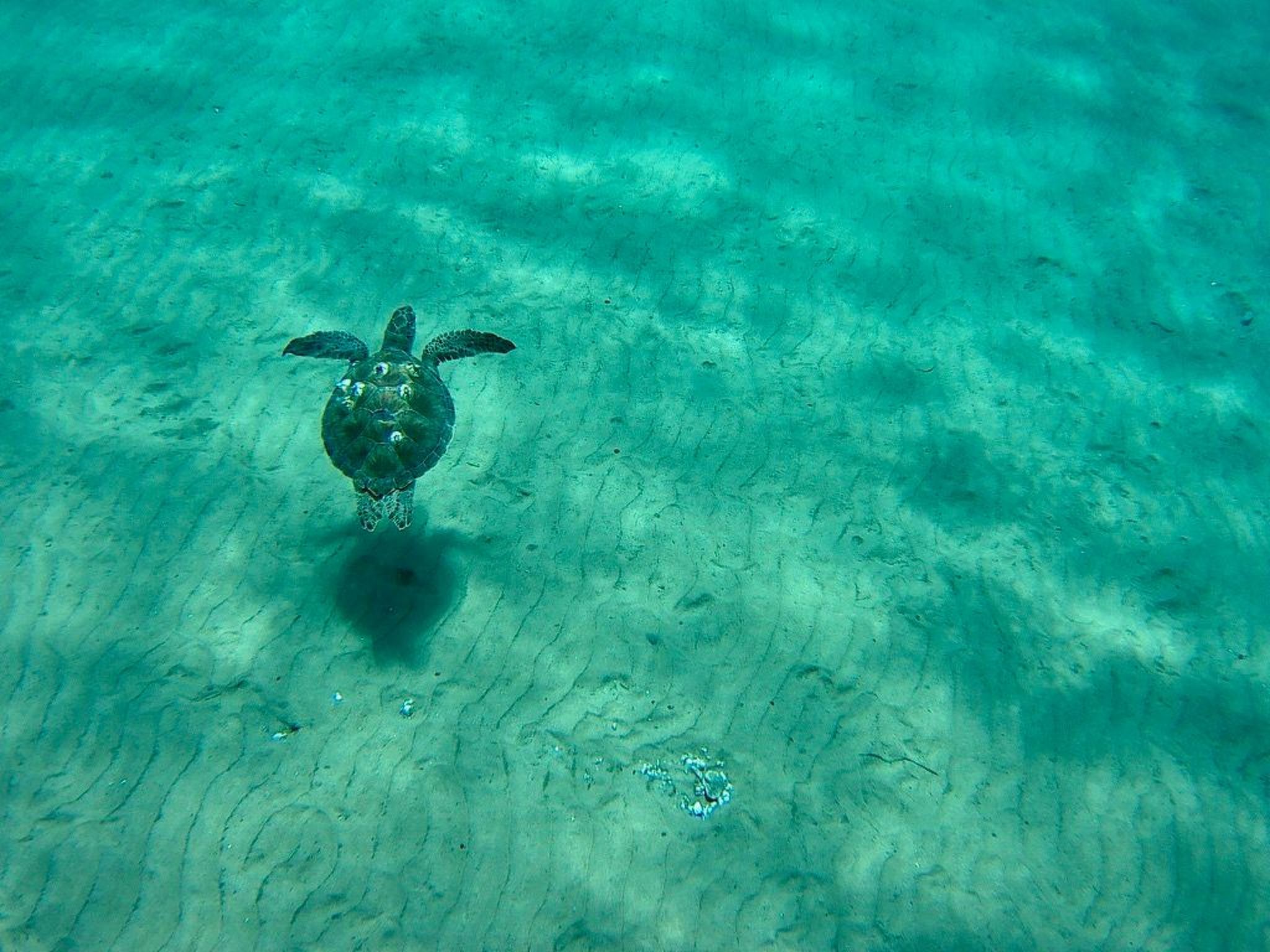 Ruhig gelegene Wohnung mit Meerblick an einem abgelegenen Strand-Image-tags.info