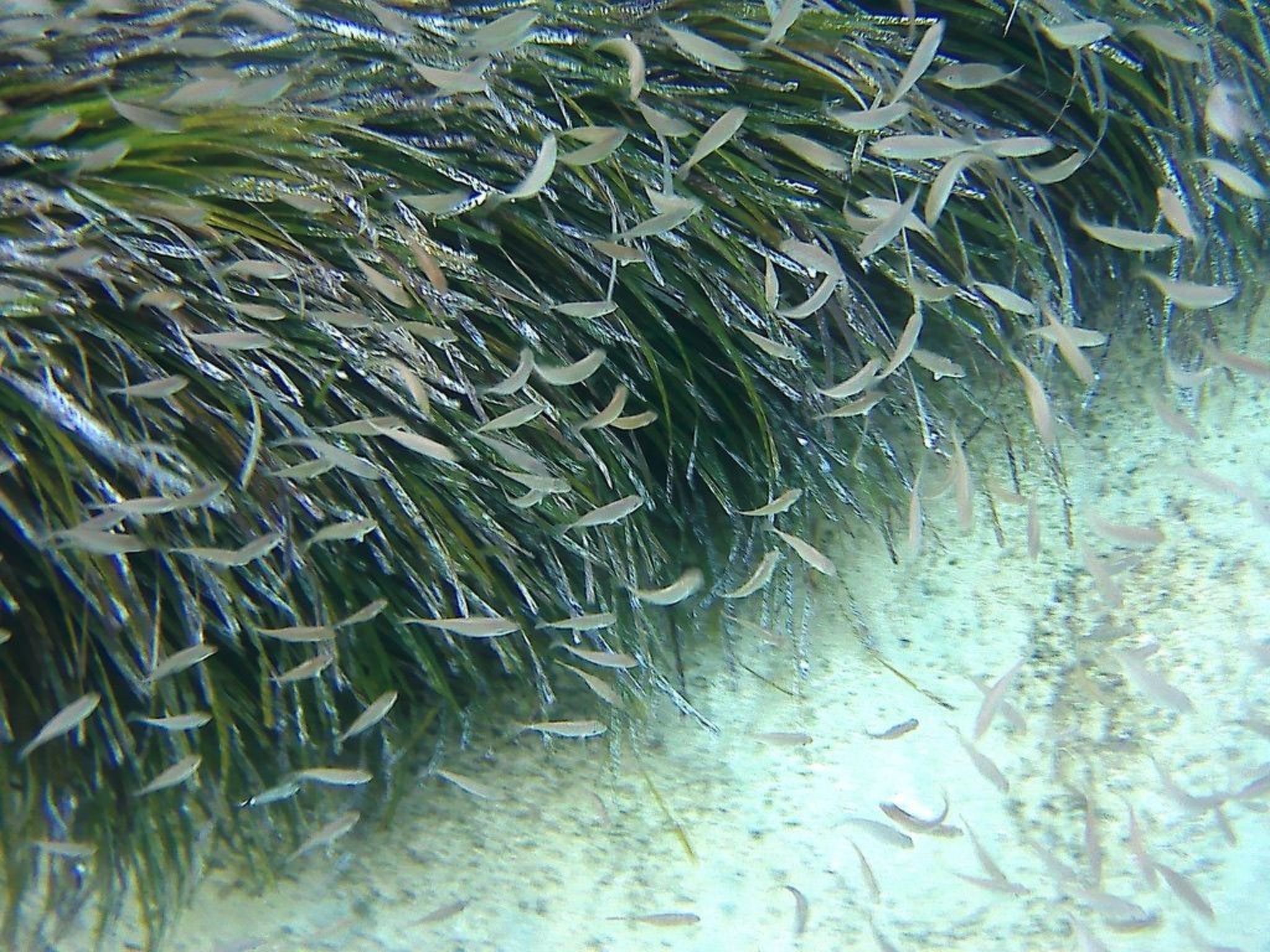 Ruhig gelegene Wohnung mit Meerblick an einem abgelegenen Strand-Image-tags.info