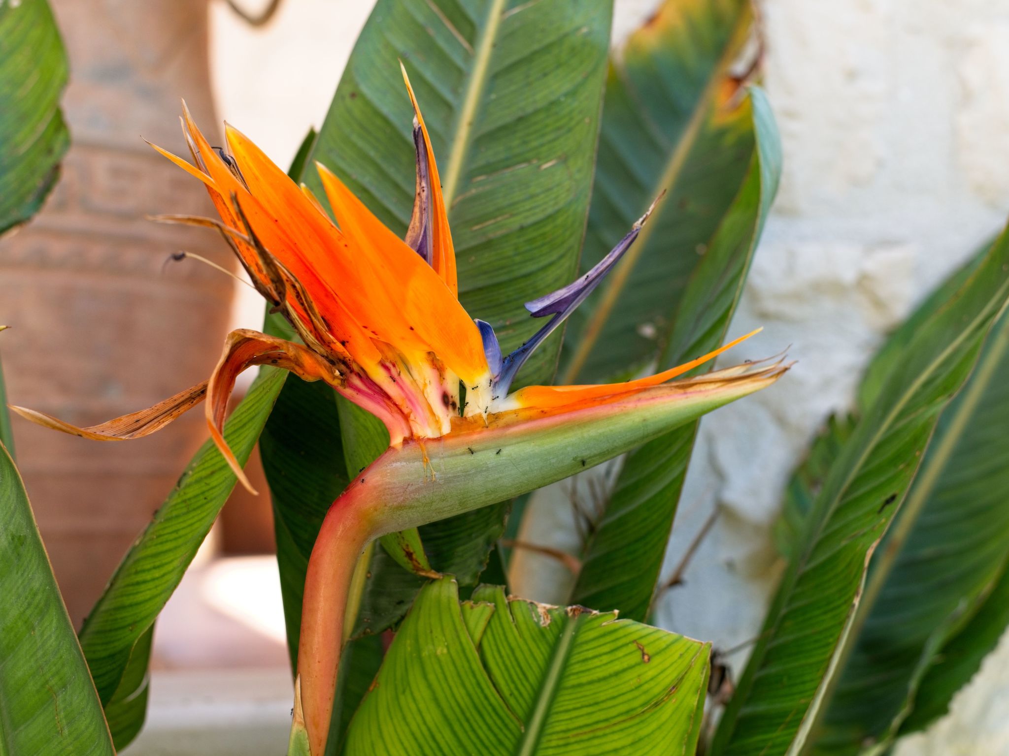 Traditionelle Villa mit privatem Pool-Binnen