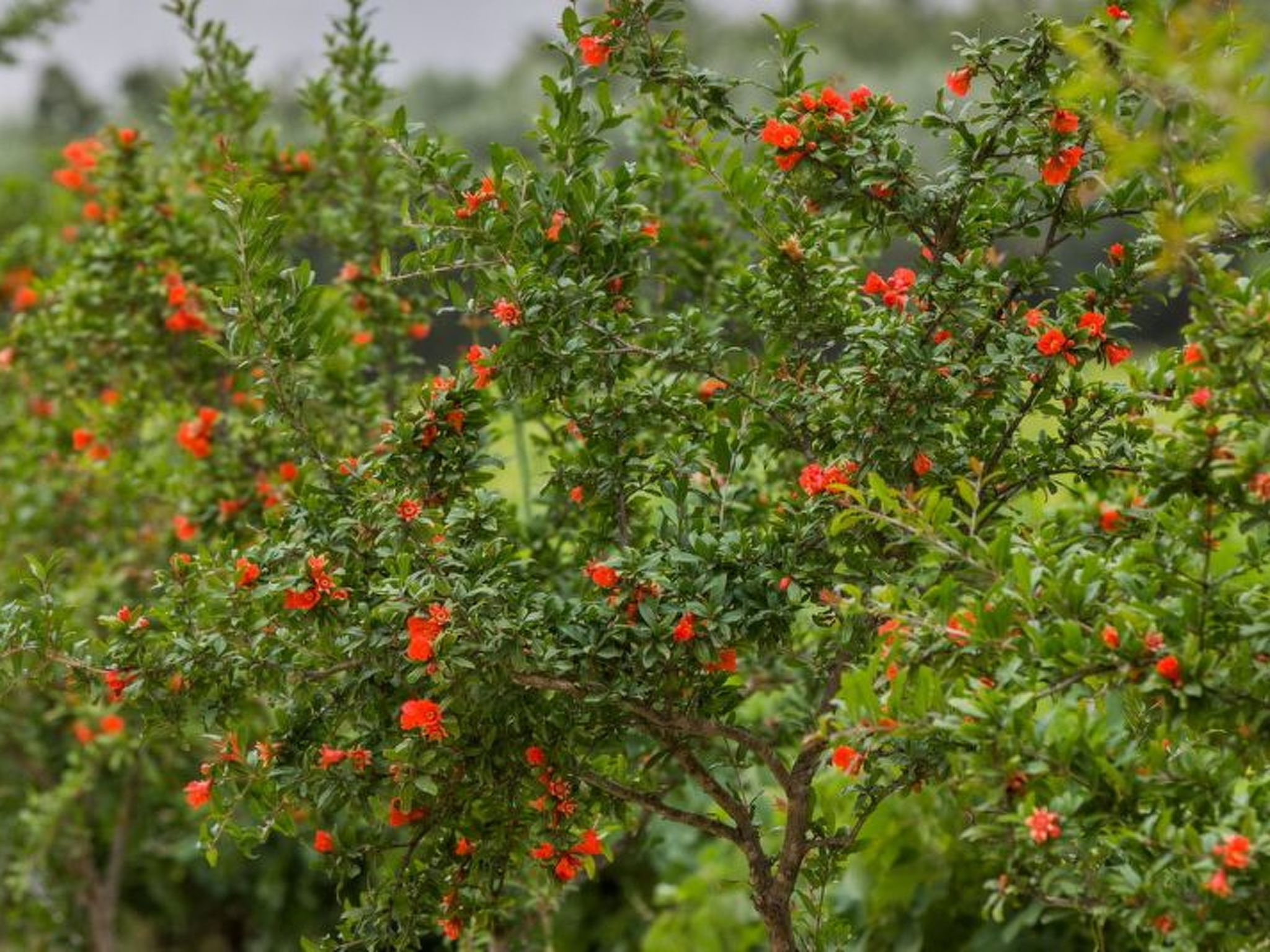 Aneli Luxury Villas, Villa Semeli 7 Schlafzimmer-Image-tags.info