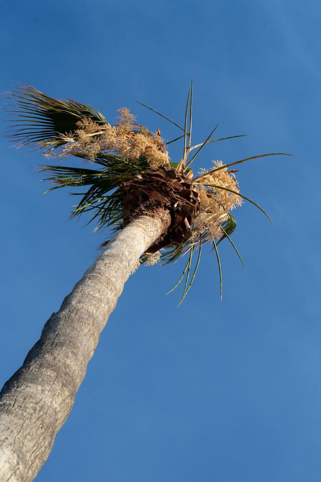 Photo of für 7 Personen und 1 Kind in Lachania, Dodekanes (Rhodos)