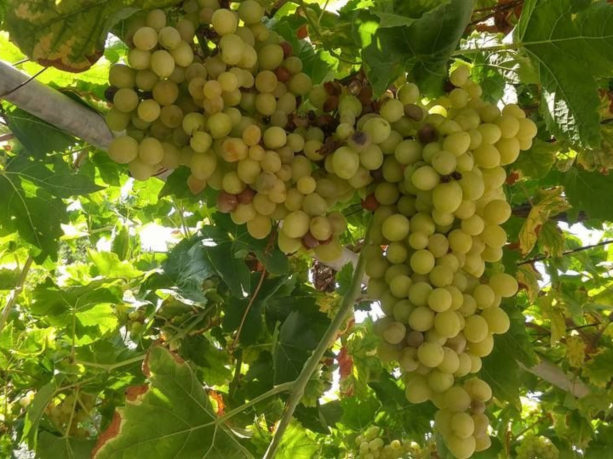 Hütte mit eigenem Garten und Grill-Image-tags.info