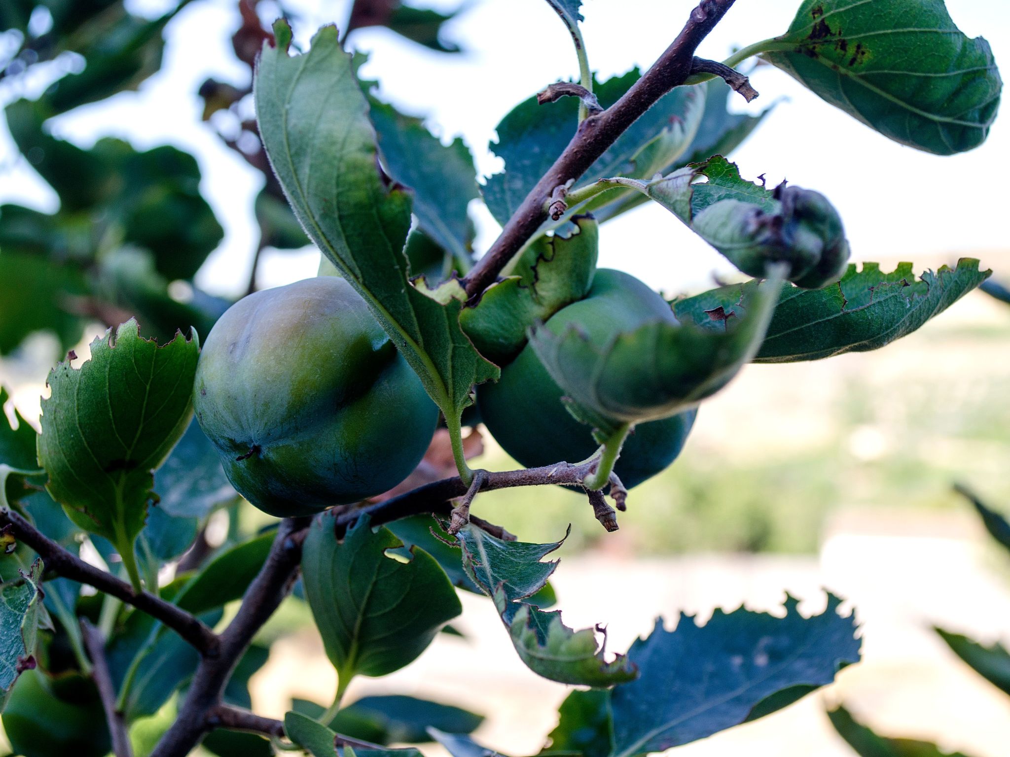 Photo of Villa Elborgini in den Außenbezirken von Heraklion