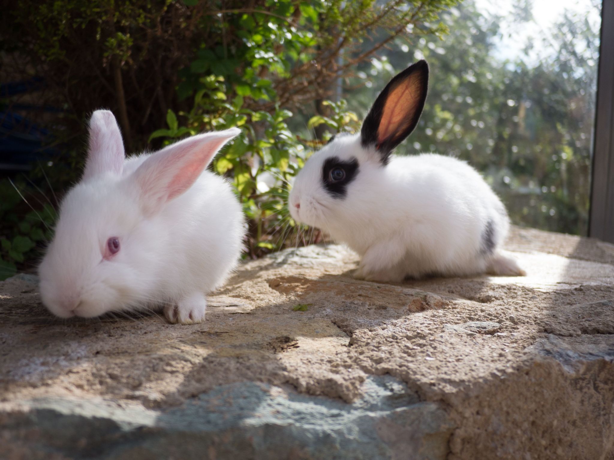 Für 8 Personen in Agia Pelagia, Kreta-Dedans