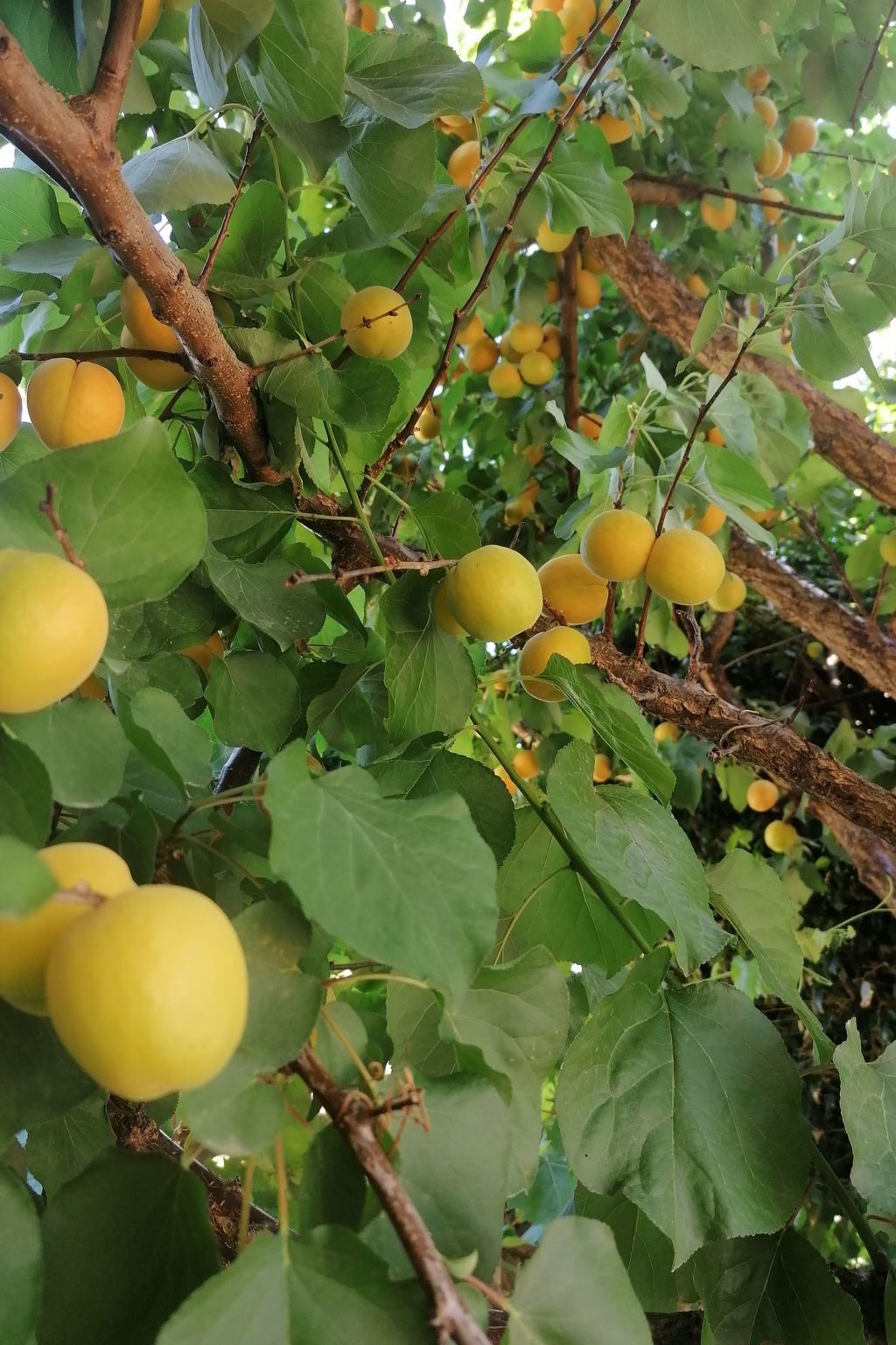 Wohnung "Terrasse am Pool"-Binnen