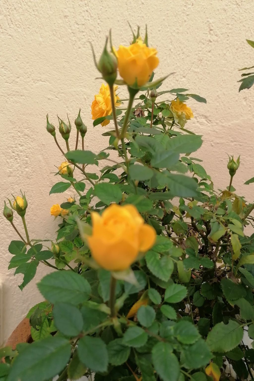 Villiana Holiday Apartments - Für den Familienurlaub-Binnen