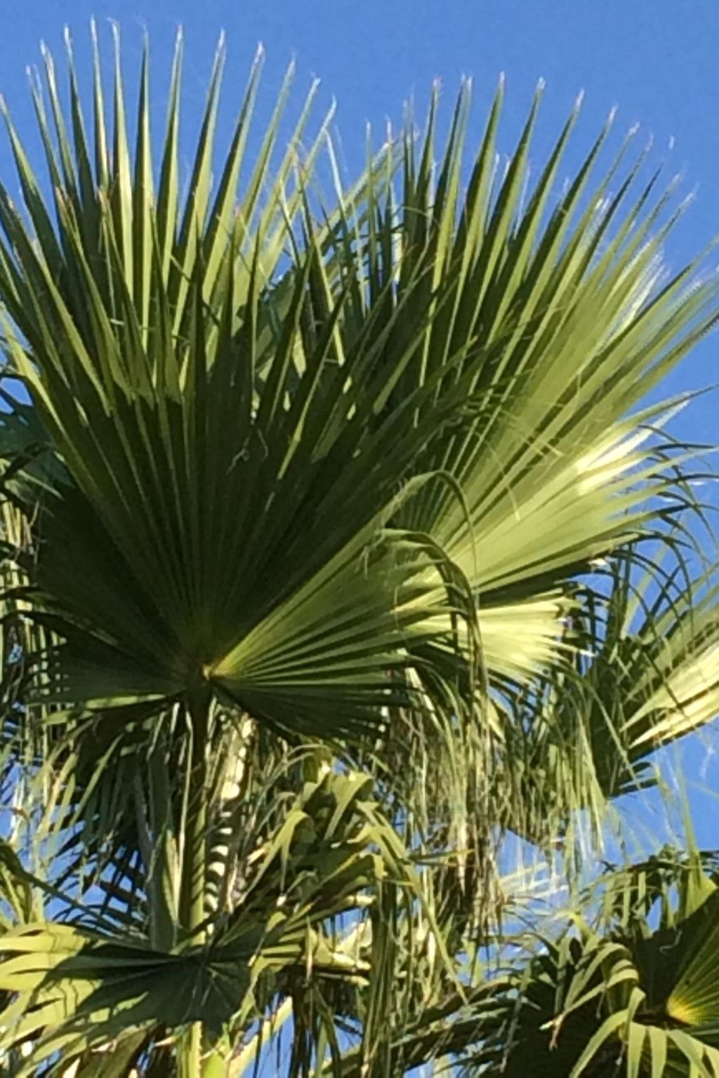 Wohnung in Pallini mit Eigener Terrasse