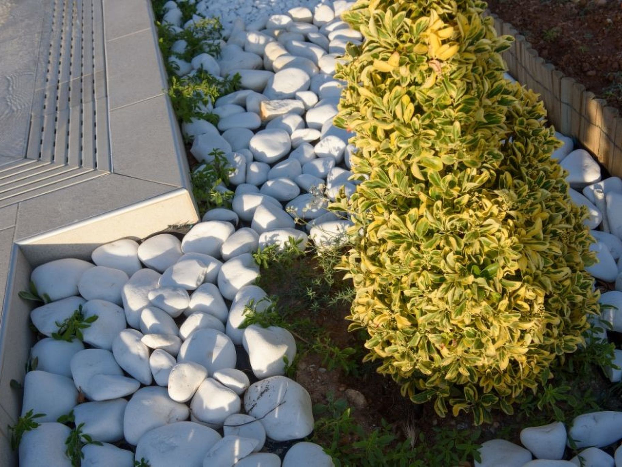 Delfini4-Image-tags.info