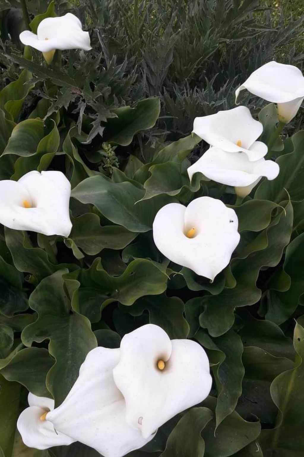 Gorgona Apt - Ihr Traum-1-BDR-Ferienhaus