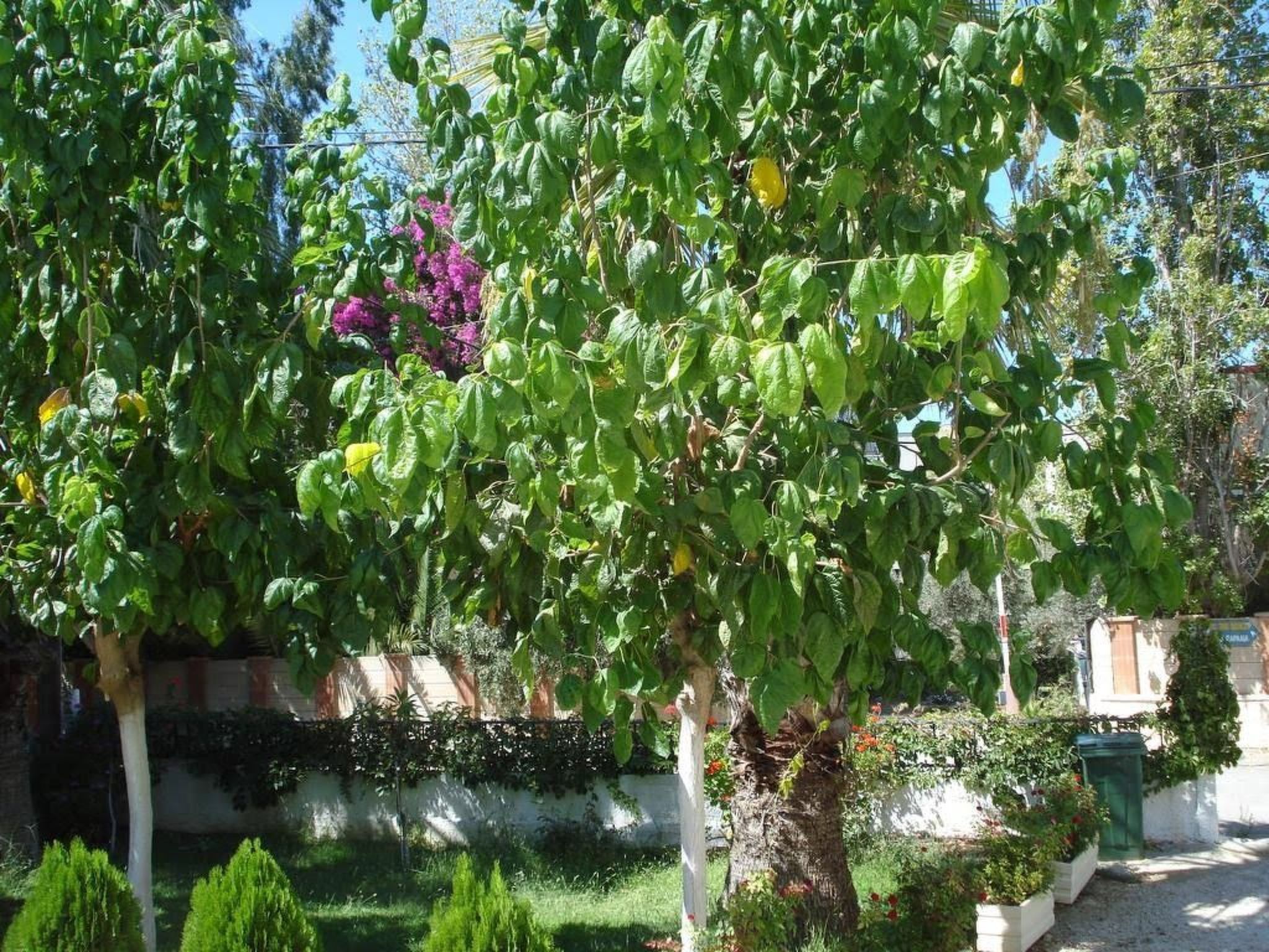 Zinovia Studio mit Balkon-Draußen