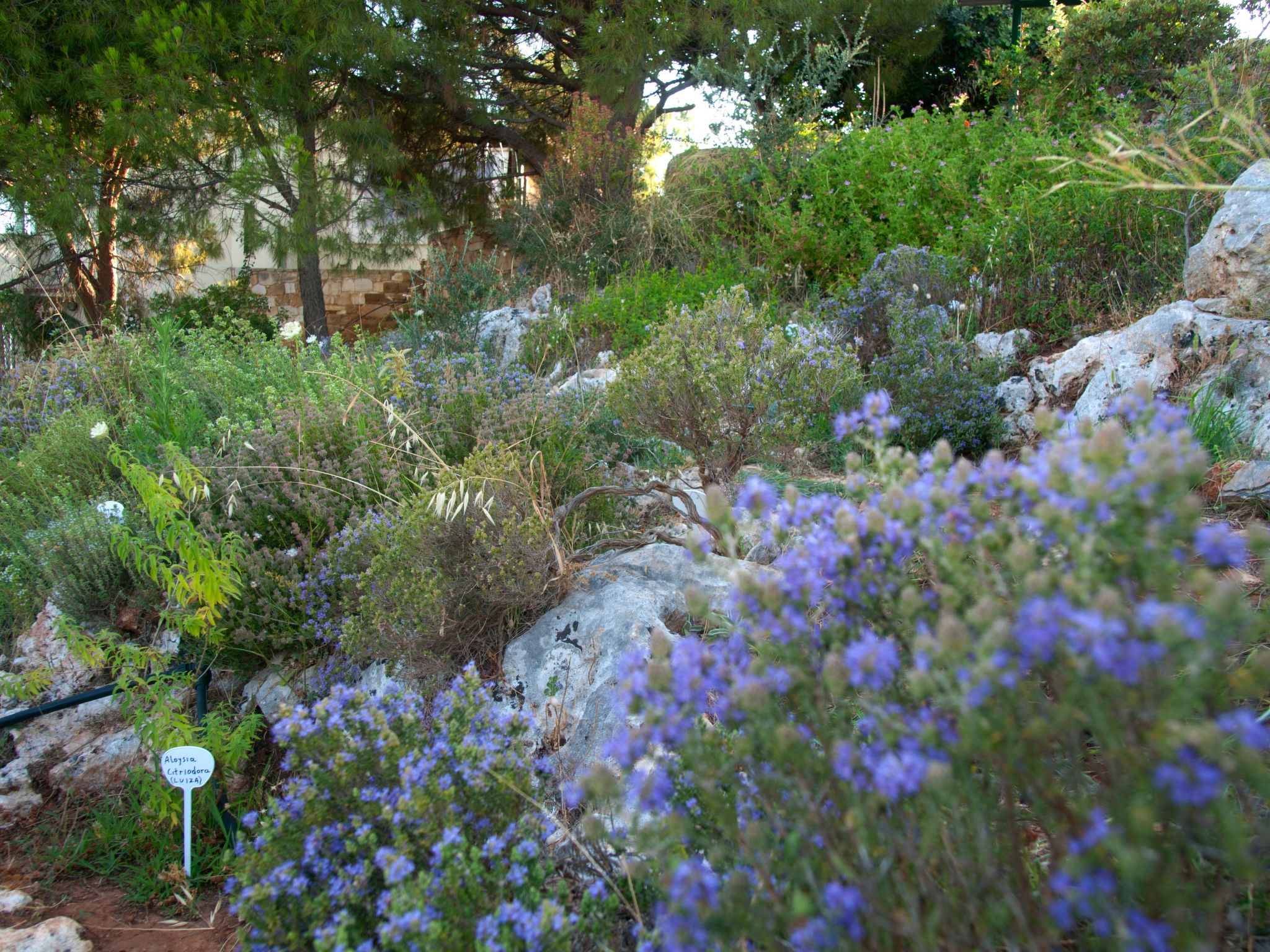 Der Garten von Zephyrus - West-Drinnen