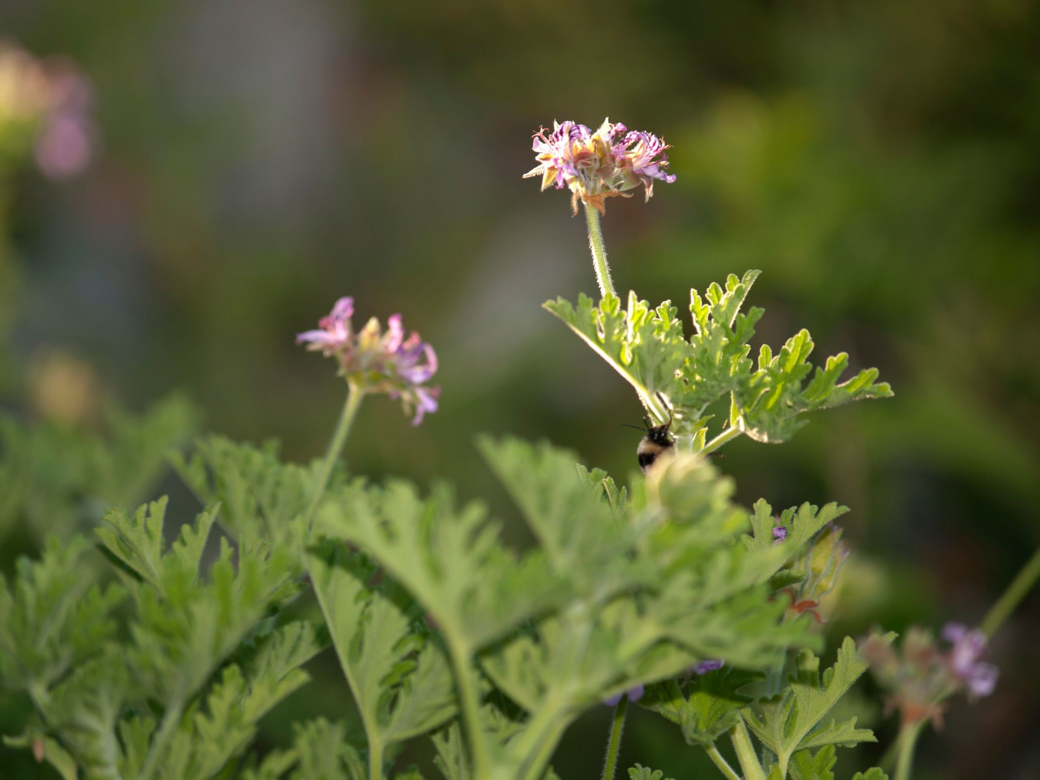Der Garten von Zephyrus - West-Drinnen