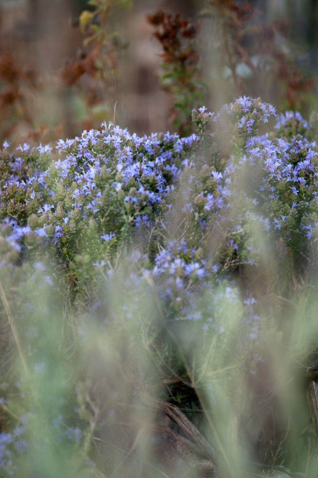 Der Garten von Zephyrus - West-Drinnen