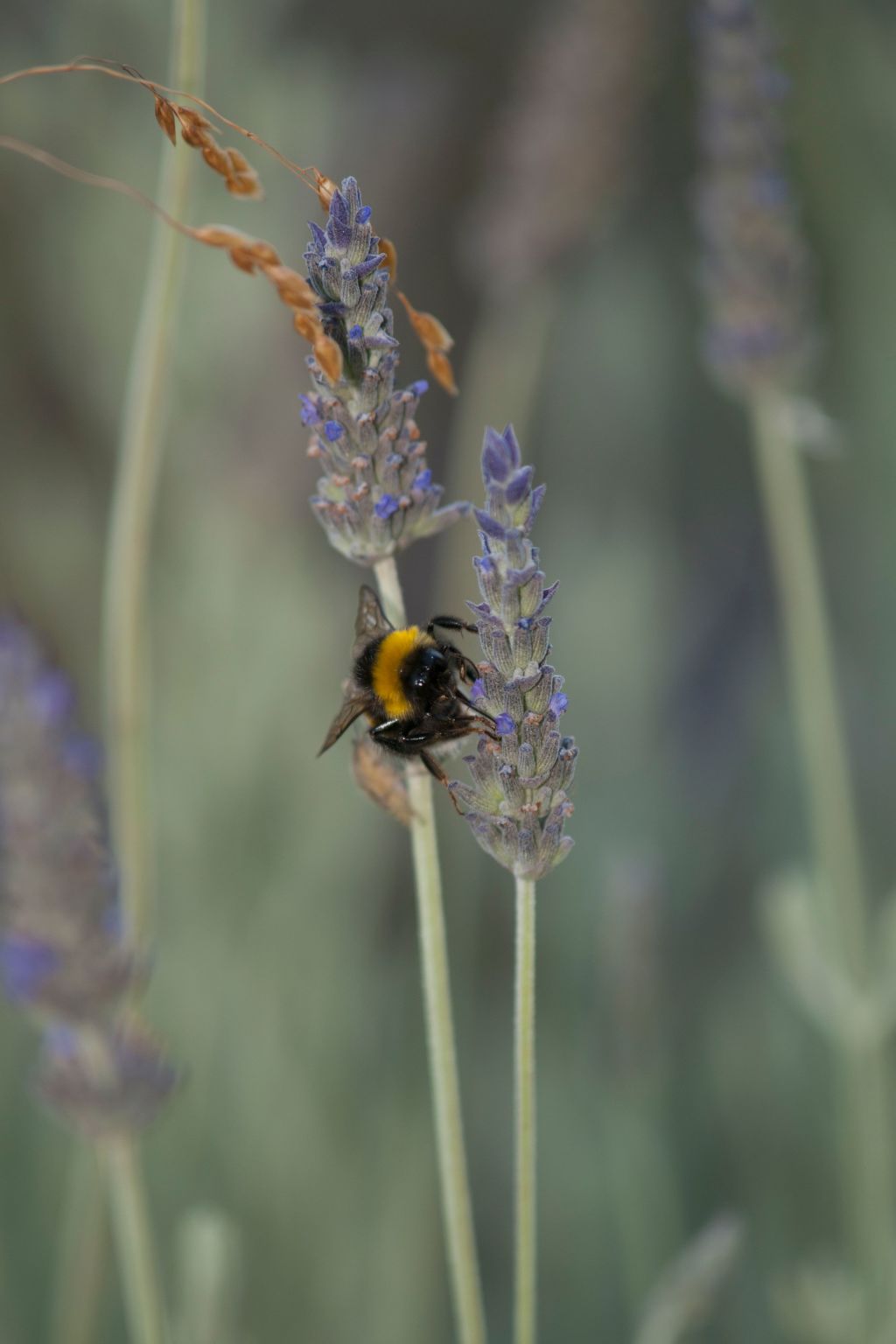 Der Garten von Zephyrus - Osten-Drinnen