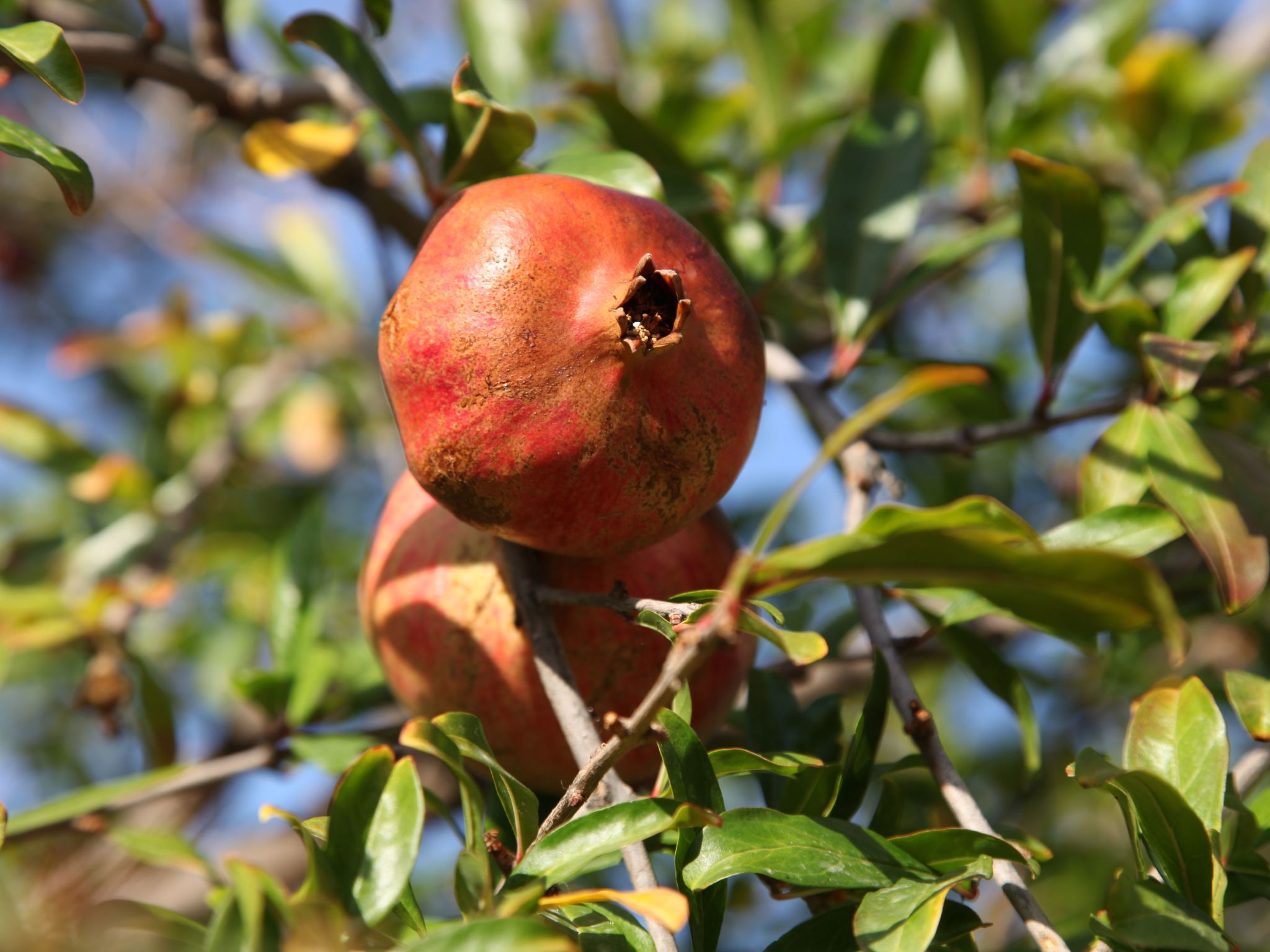 Mit Privatpool für 4 Personen  + 2 Kinder ca. 92 m&sup2; in Elounda, Kreta (Ost-Binnen