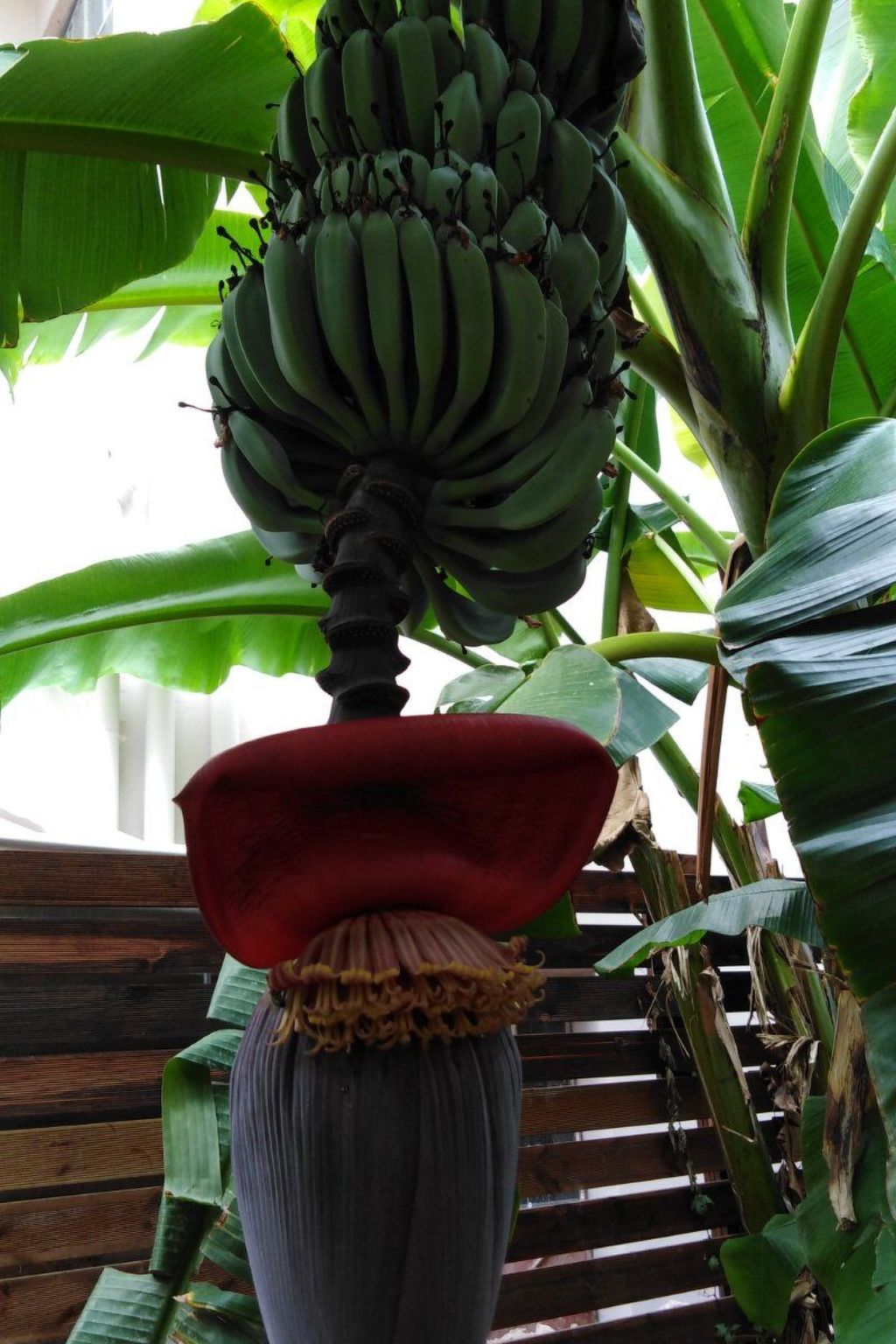 Downtown home Garten mit privatem Garten-Image-tags.info