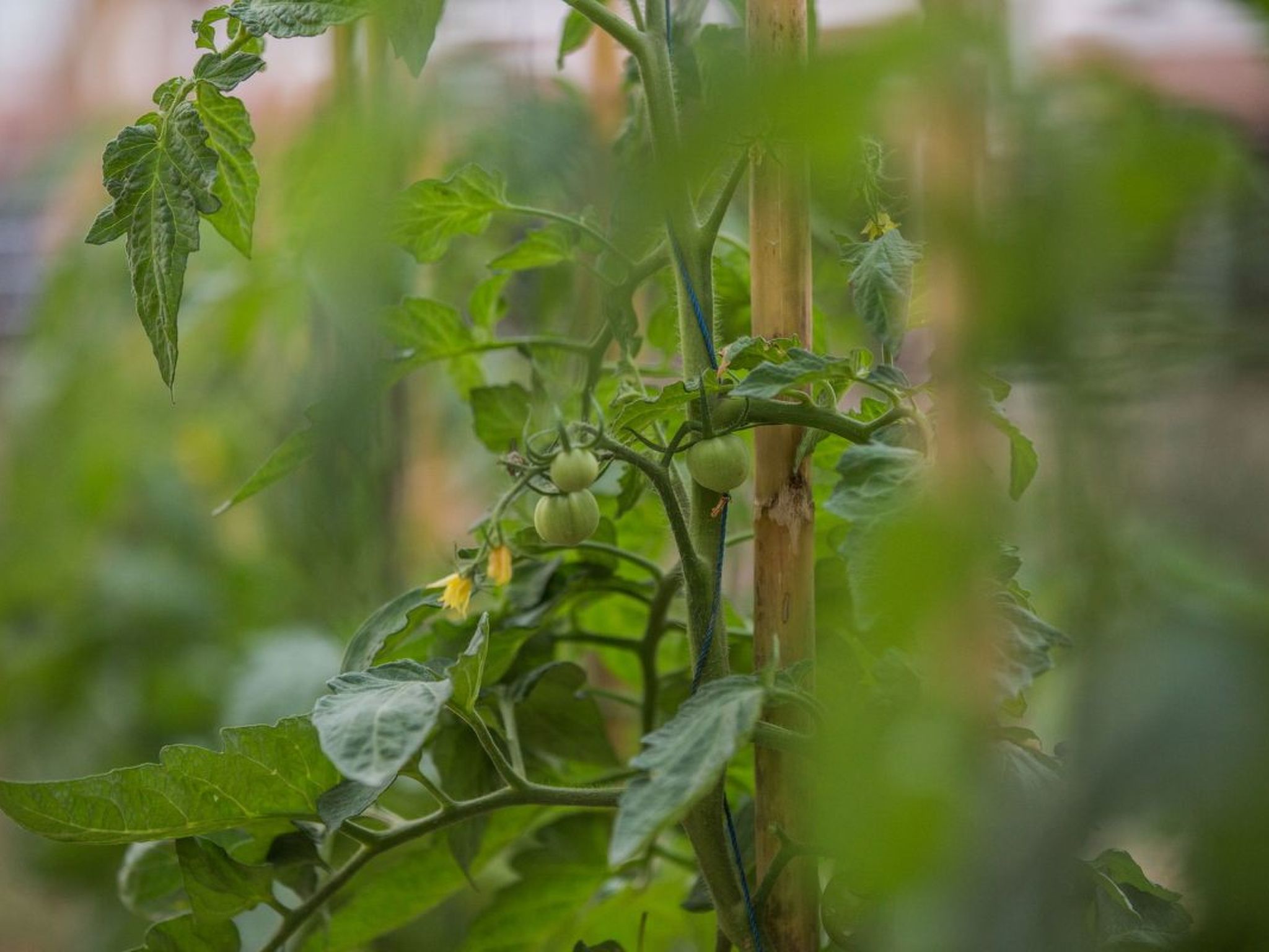 Fantastische Villa Anastasia mit großem Pool-Image-tags.info