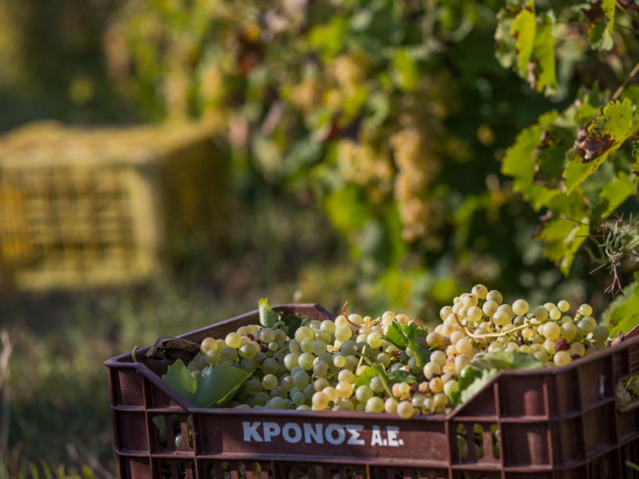 Fantastische Villa Anastasia mit großem Pool-Image-tags.info