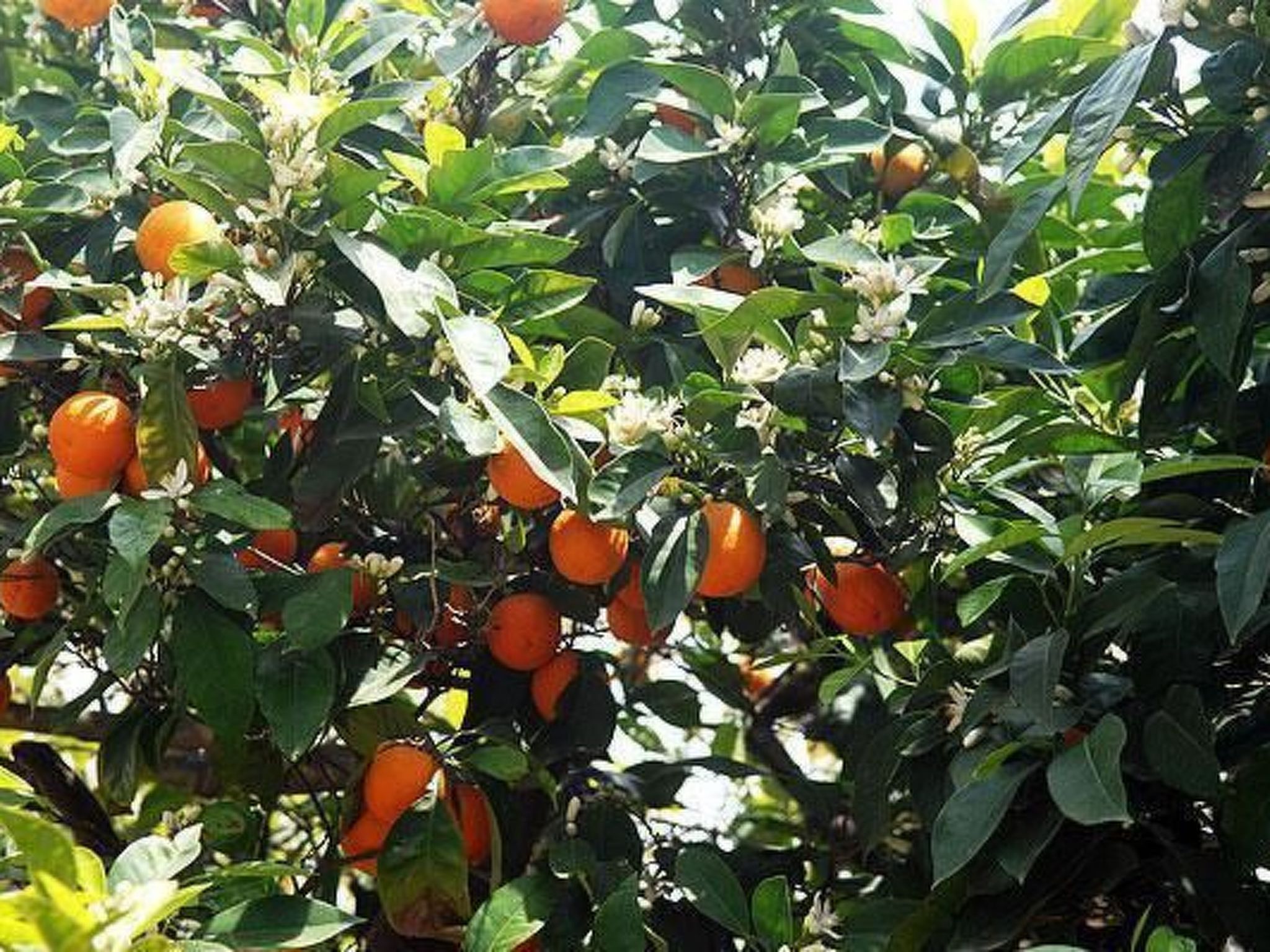 Spiti Limnos, idyllisch gelegen im Orangenhain-Binnen