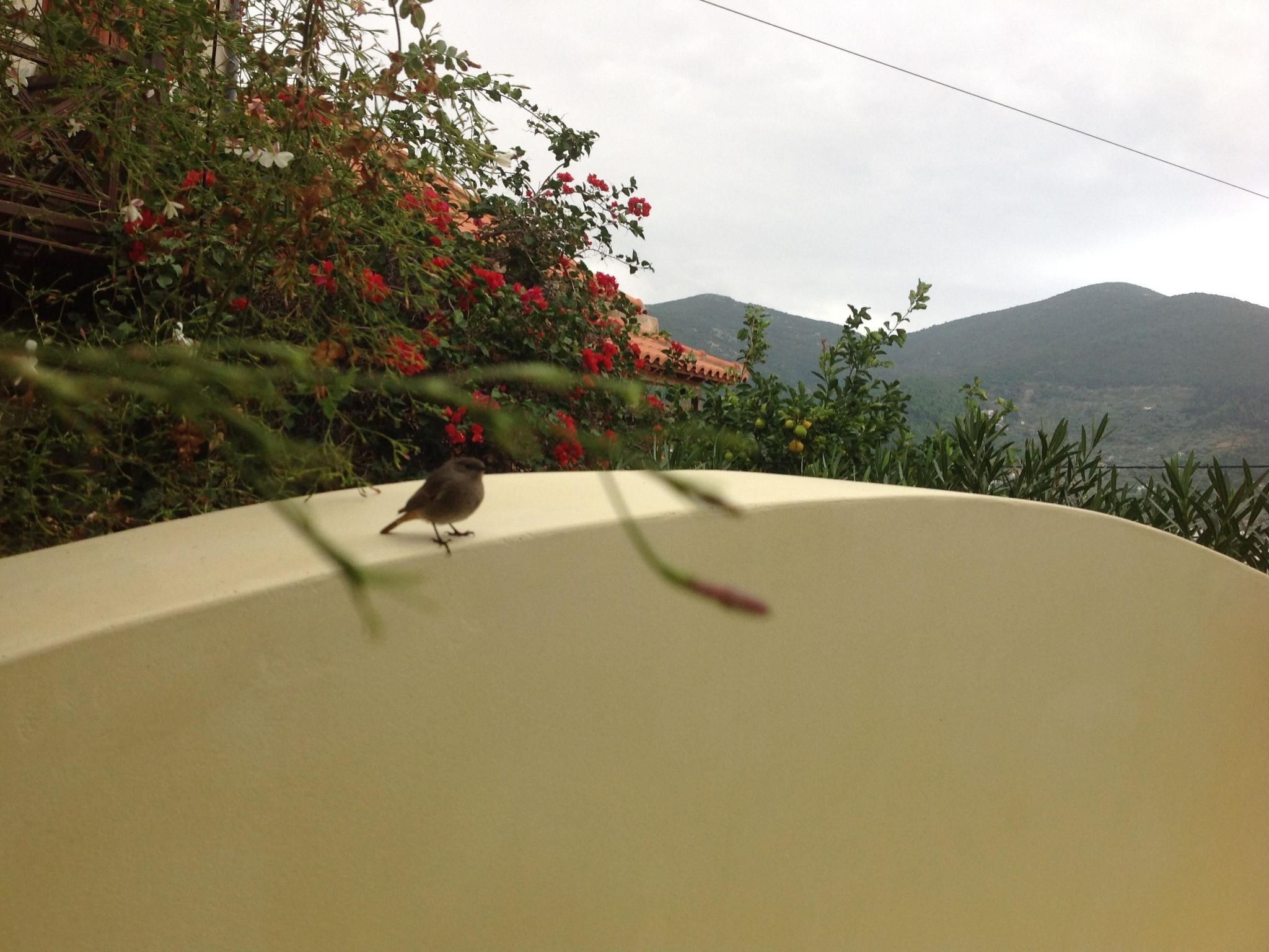 "Kyria Florenz"-Image-tags.info