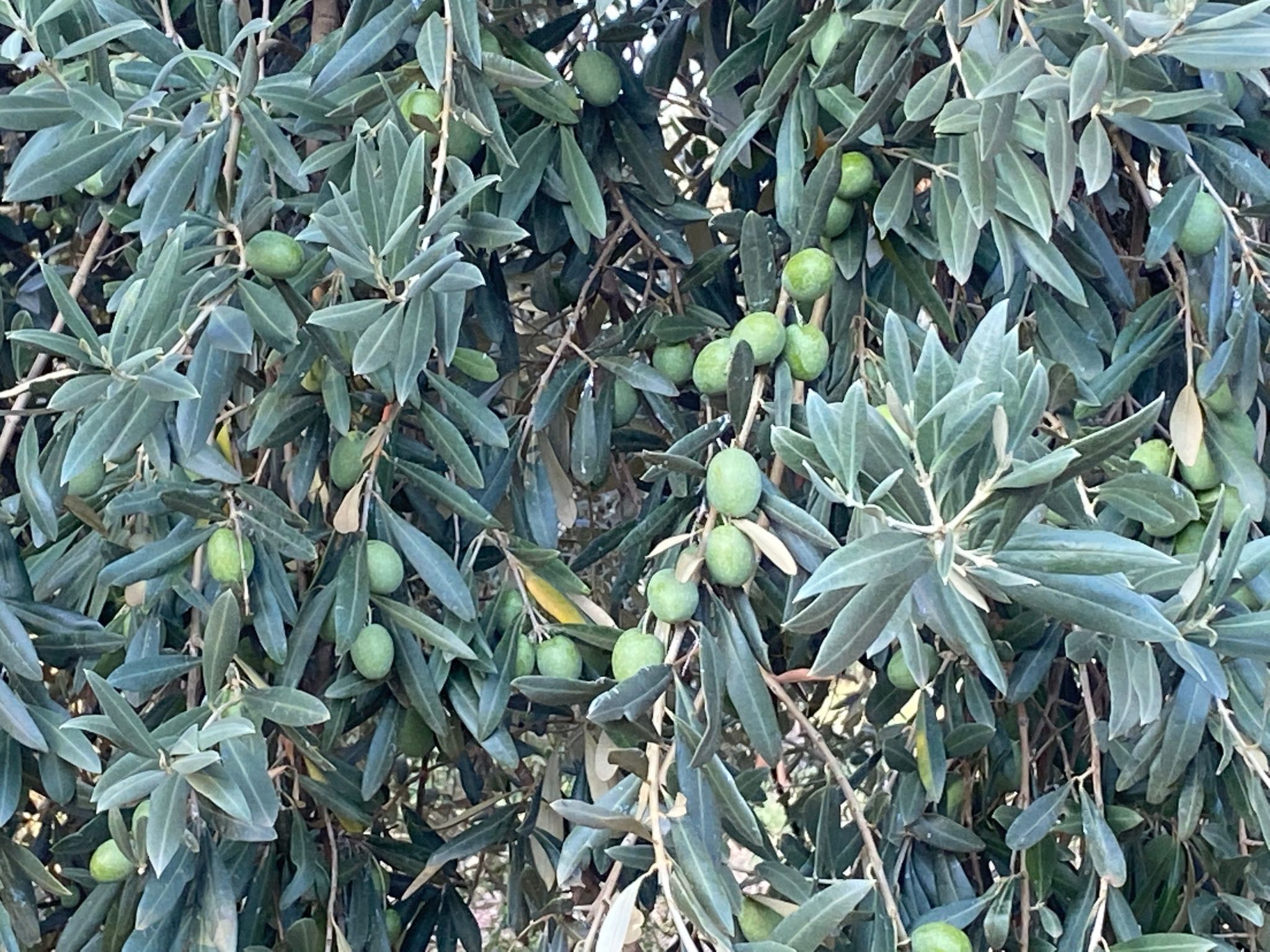 Tanjas Paradise-Inside