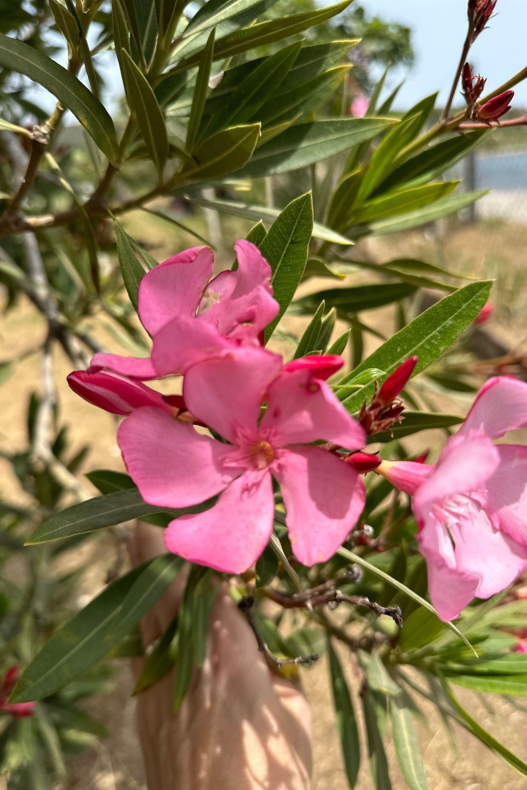 Tanjas Paradise-Inside