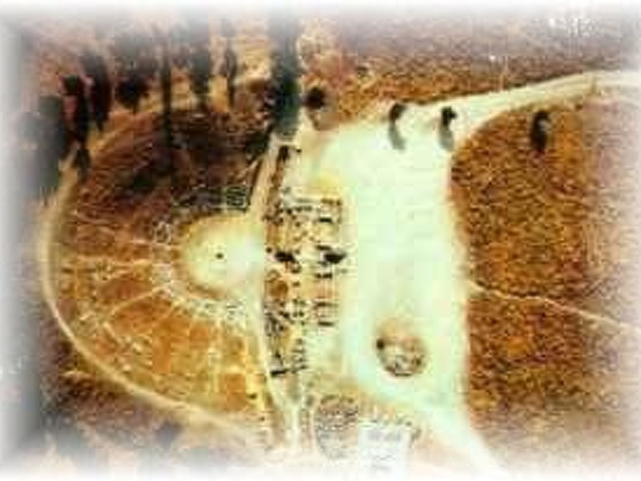 Studio mit Garten-Drinnen