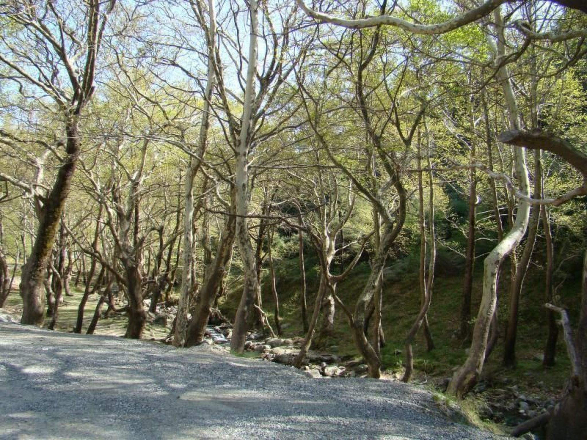 Studio mit Garten-Drinnen