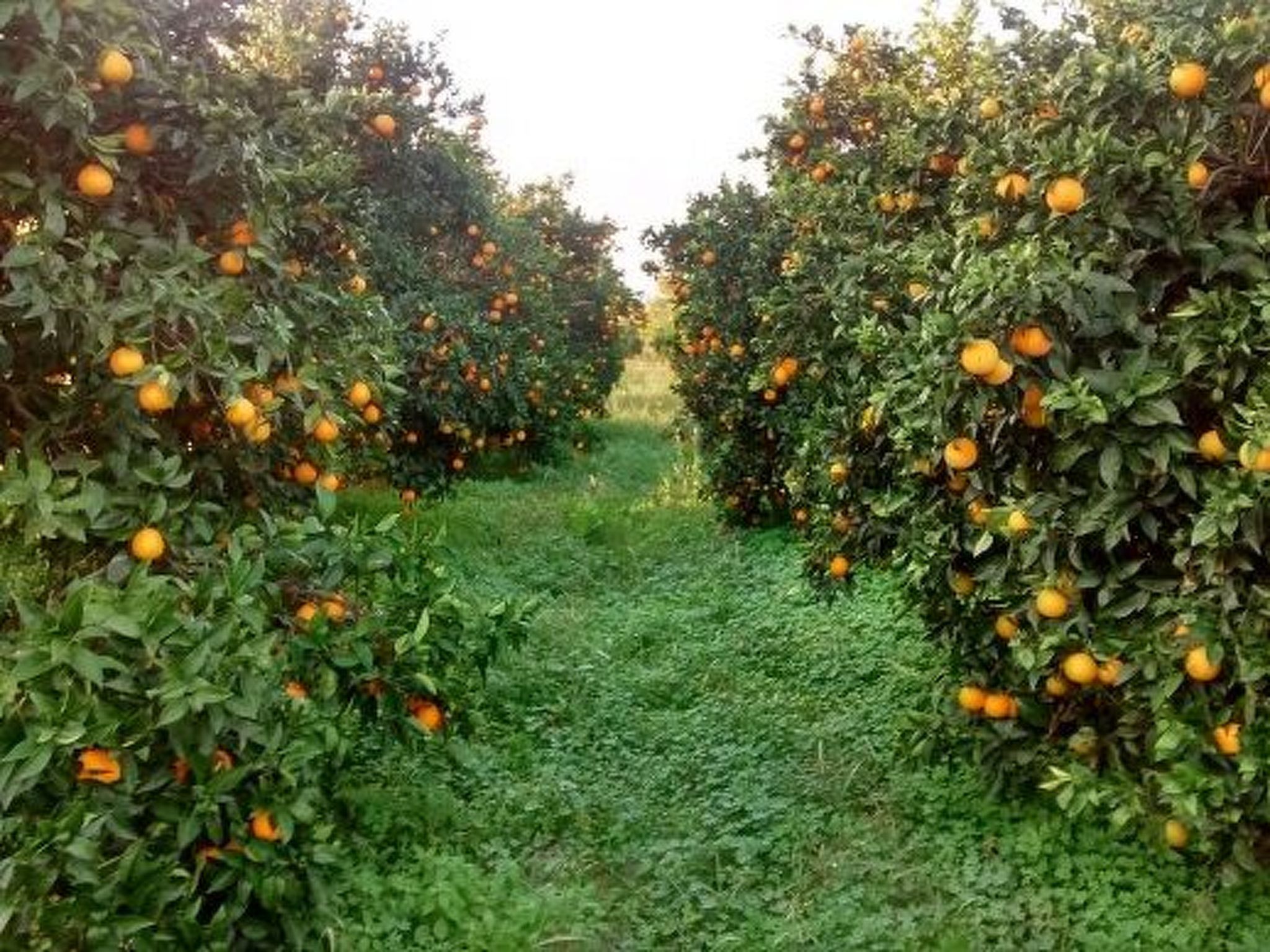 Neben Orangenbaum-Obstgarten-Binnen