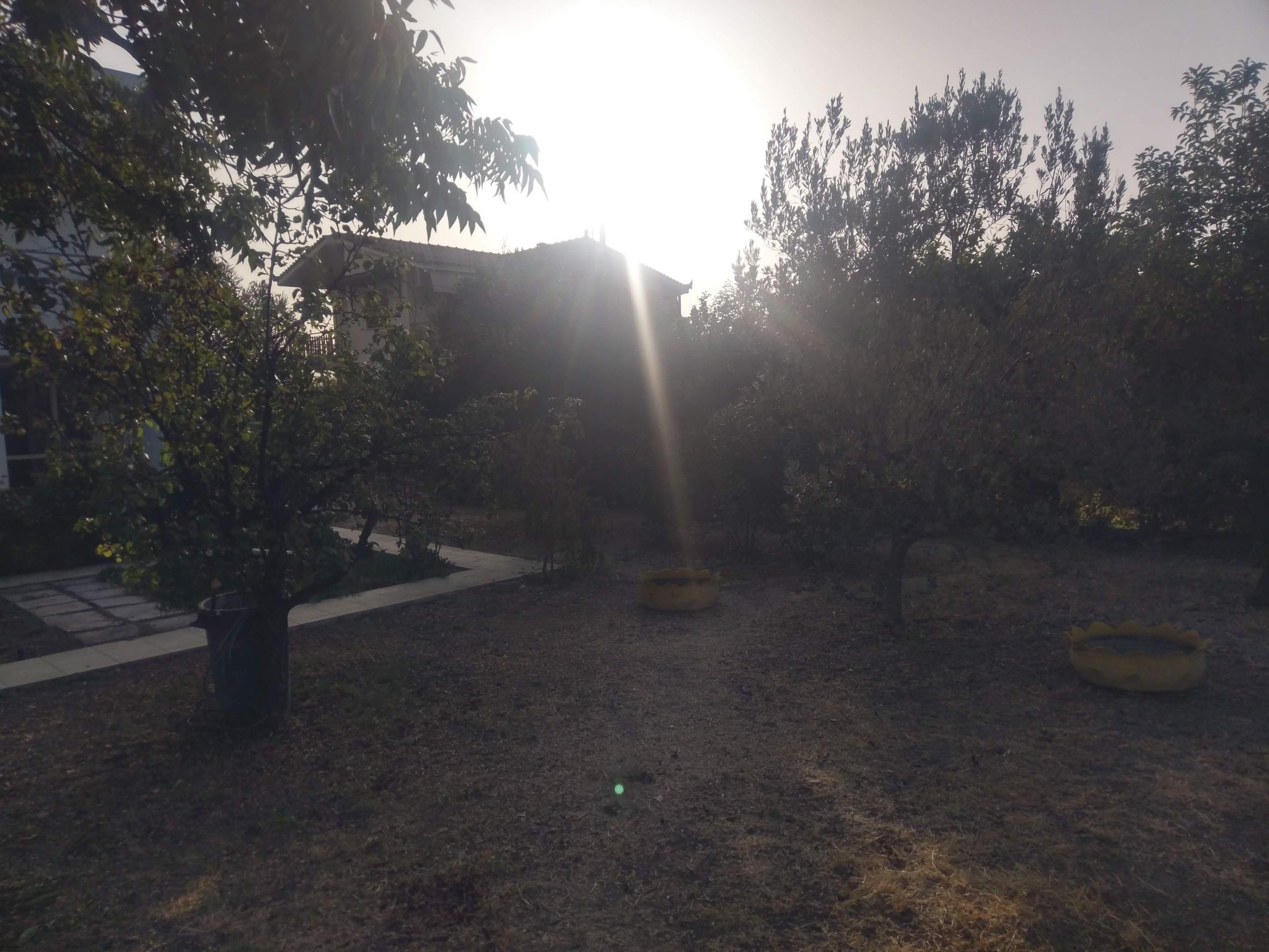 Neben Orangenbaum-Obstgarten-Binnen