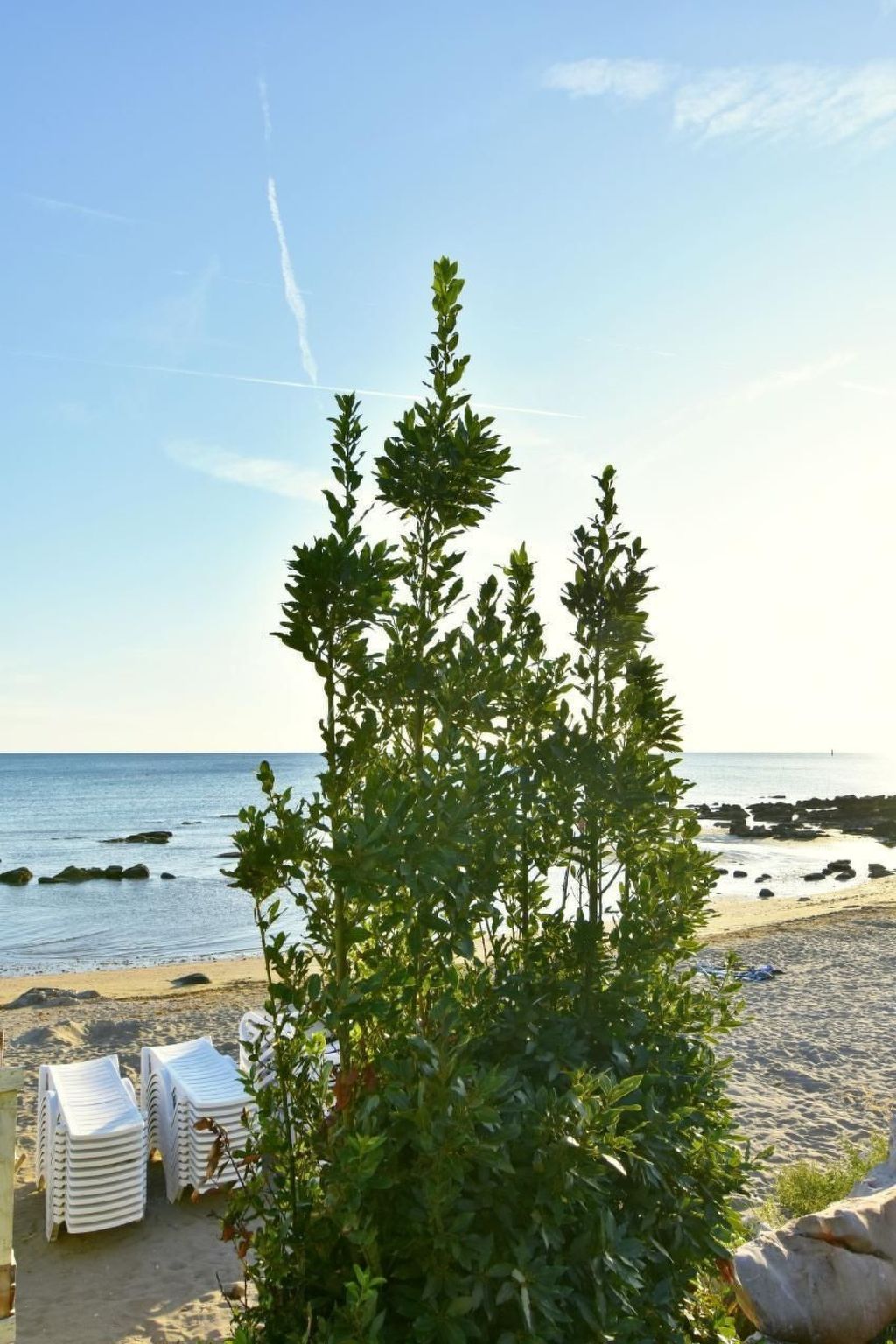 APP EVA-Image-tags.info