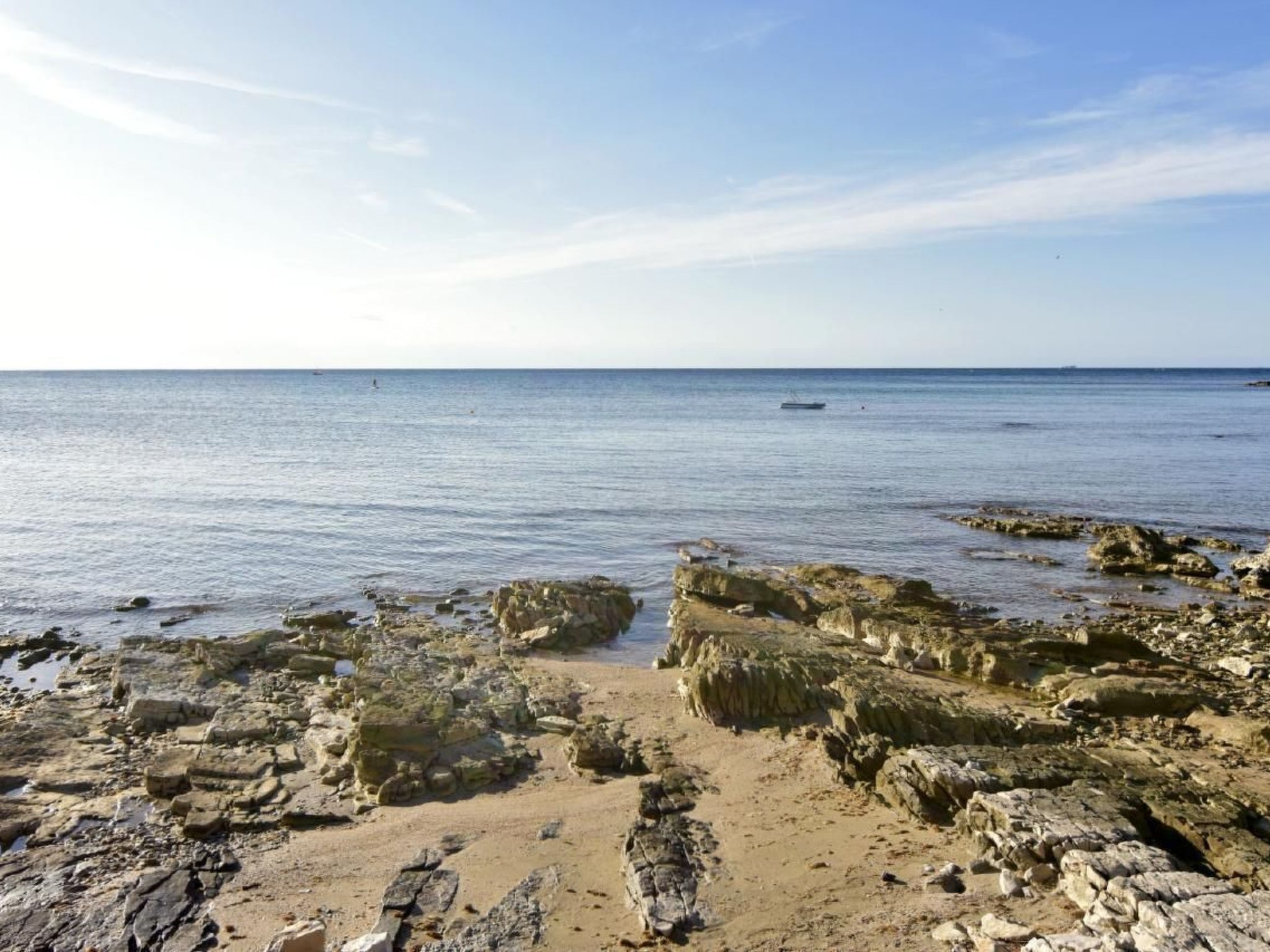 Joy of Olive-Image-tags.info