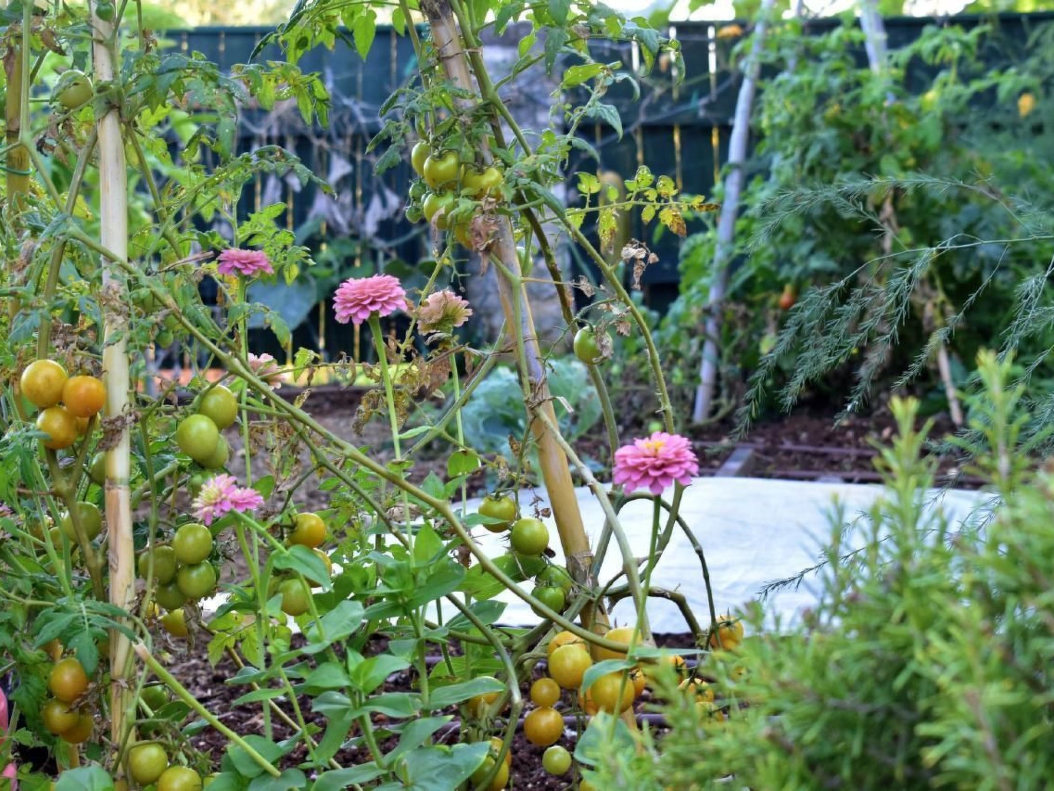 Rosemary Savudrija-Image-tags.info