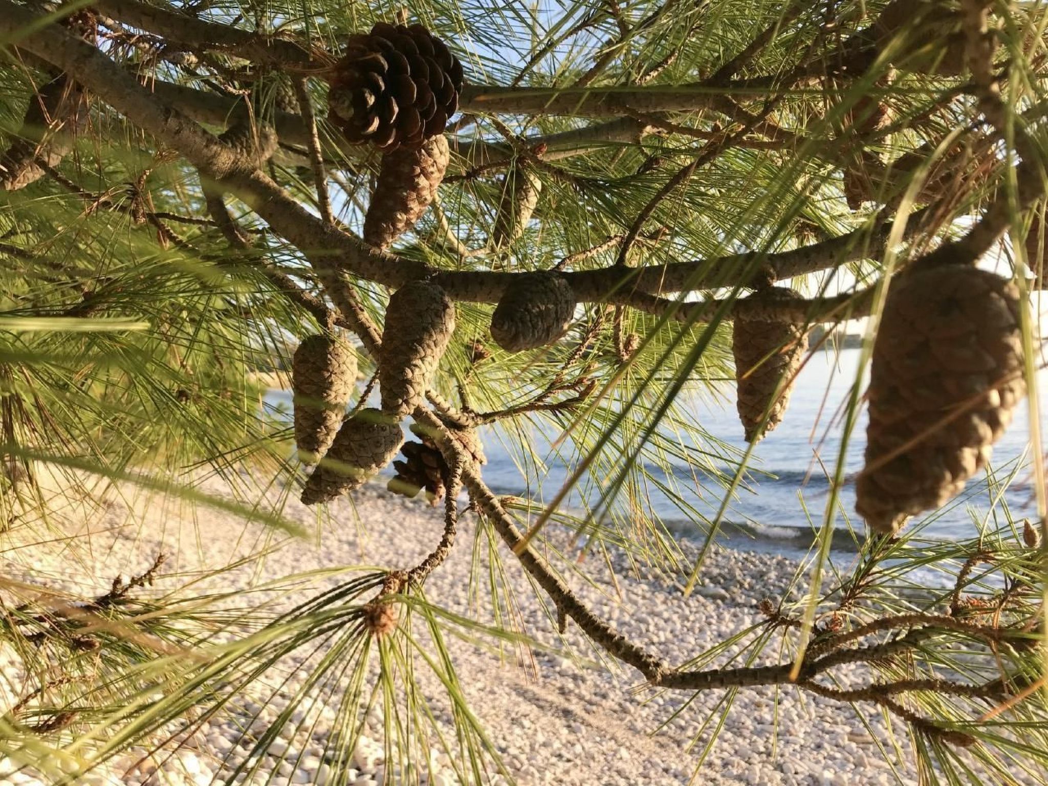 Große Wohnung in Babići mit Garten und Terrasse-Image-tags.info