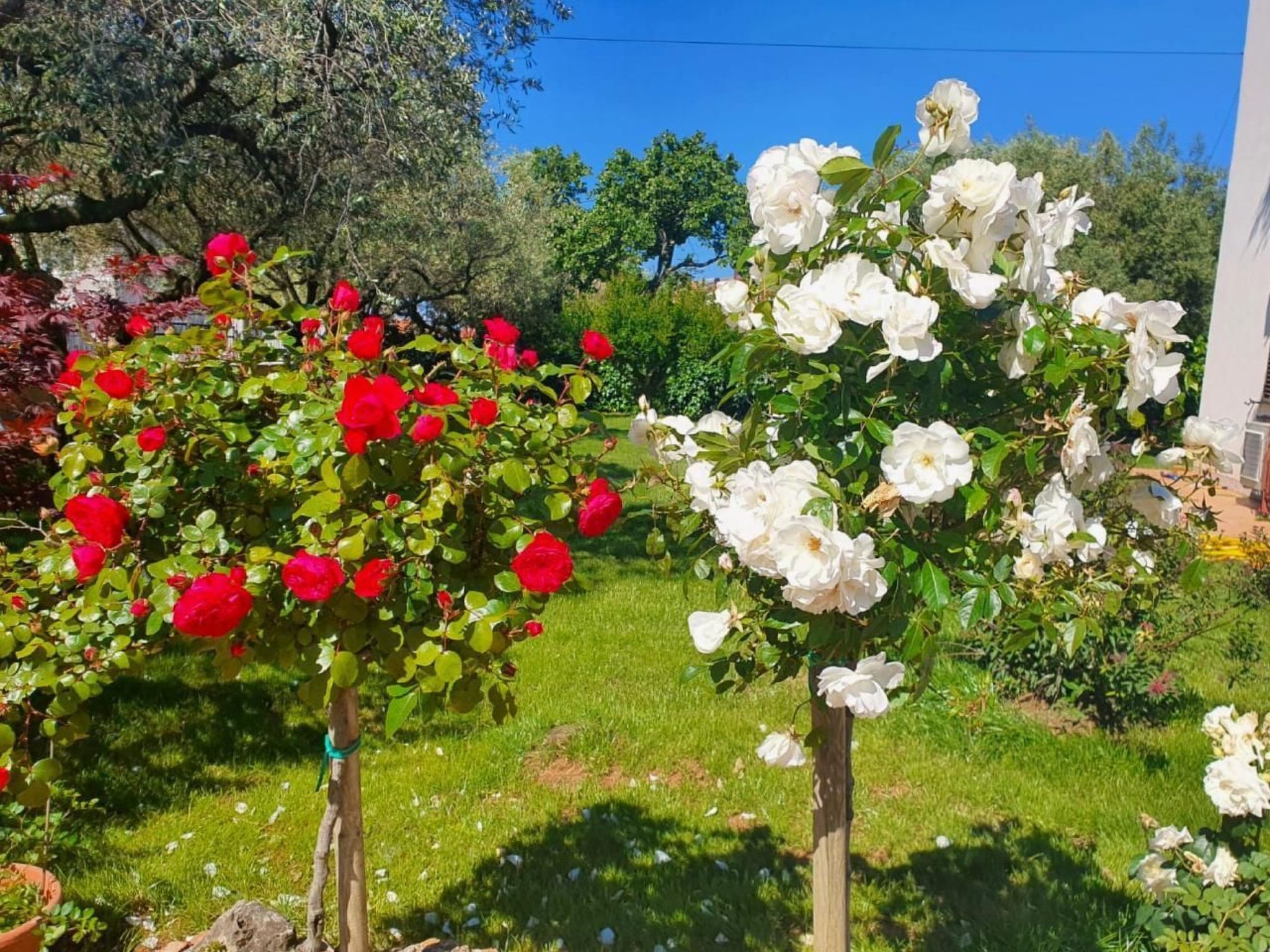 Renovierte Wohnung in Zambratija mit Großem Garten - Image-tags.info