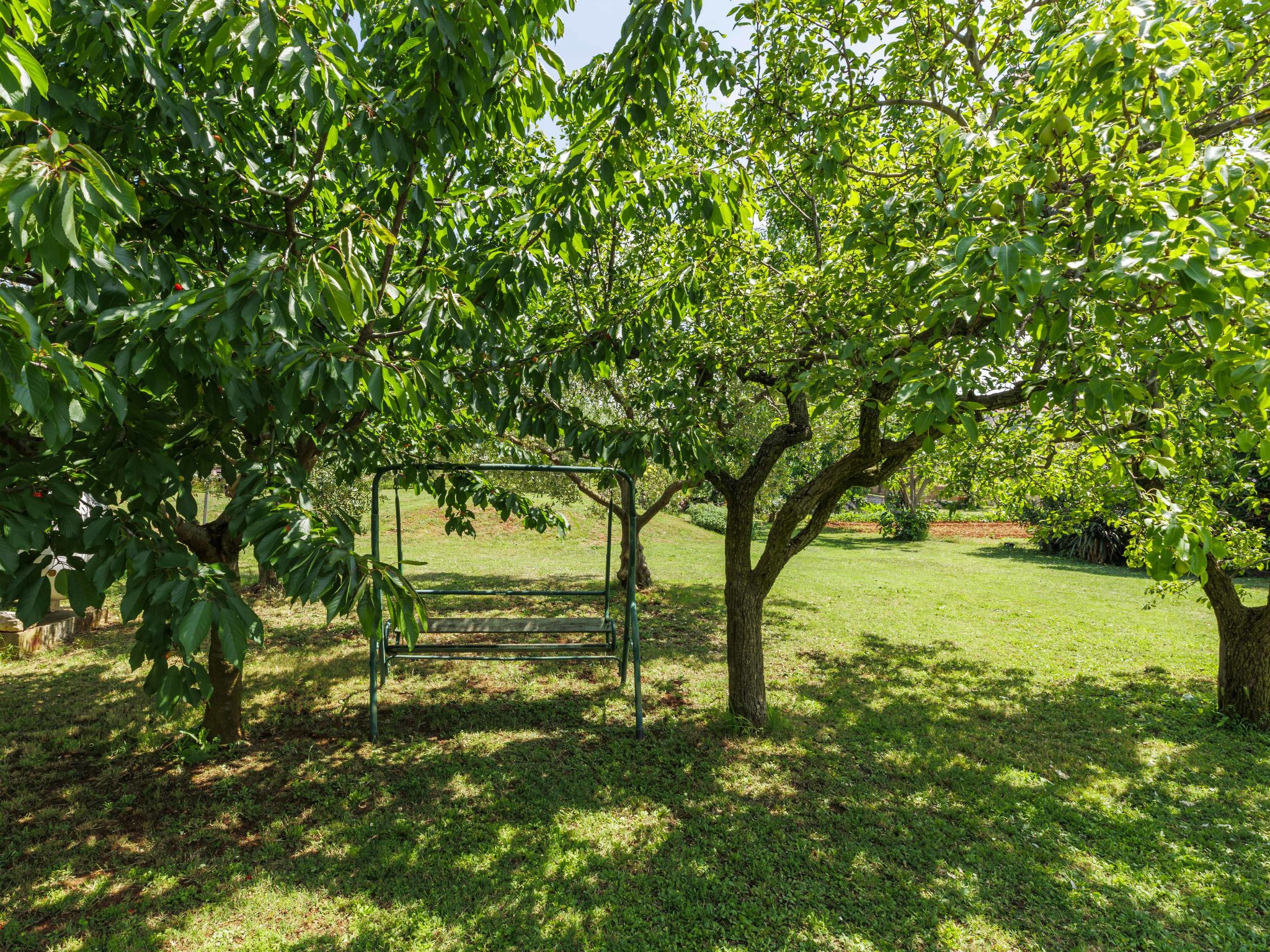 Olivo-Buiten