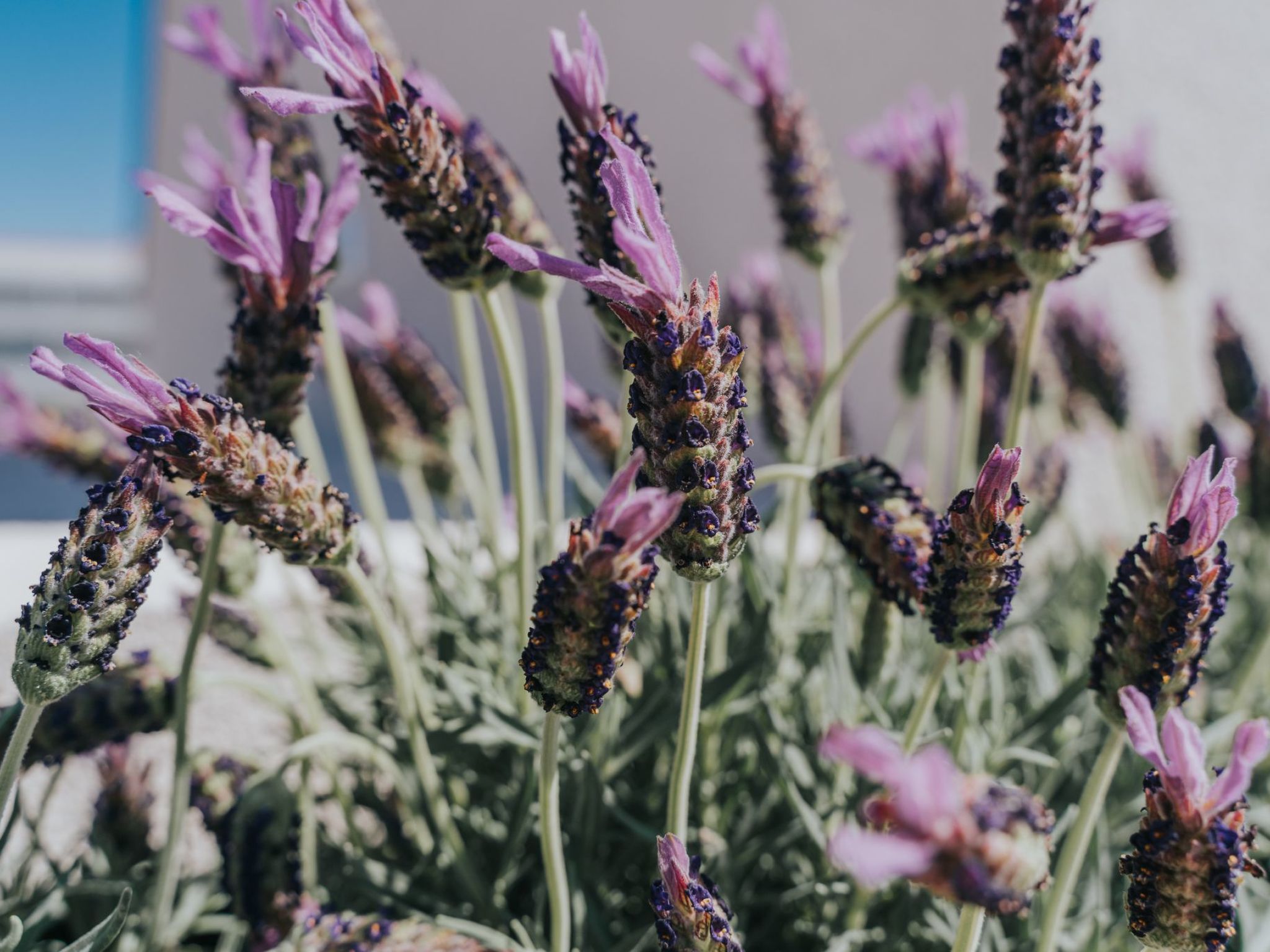 Photo of Ferienvilla Desire