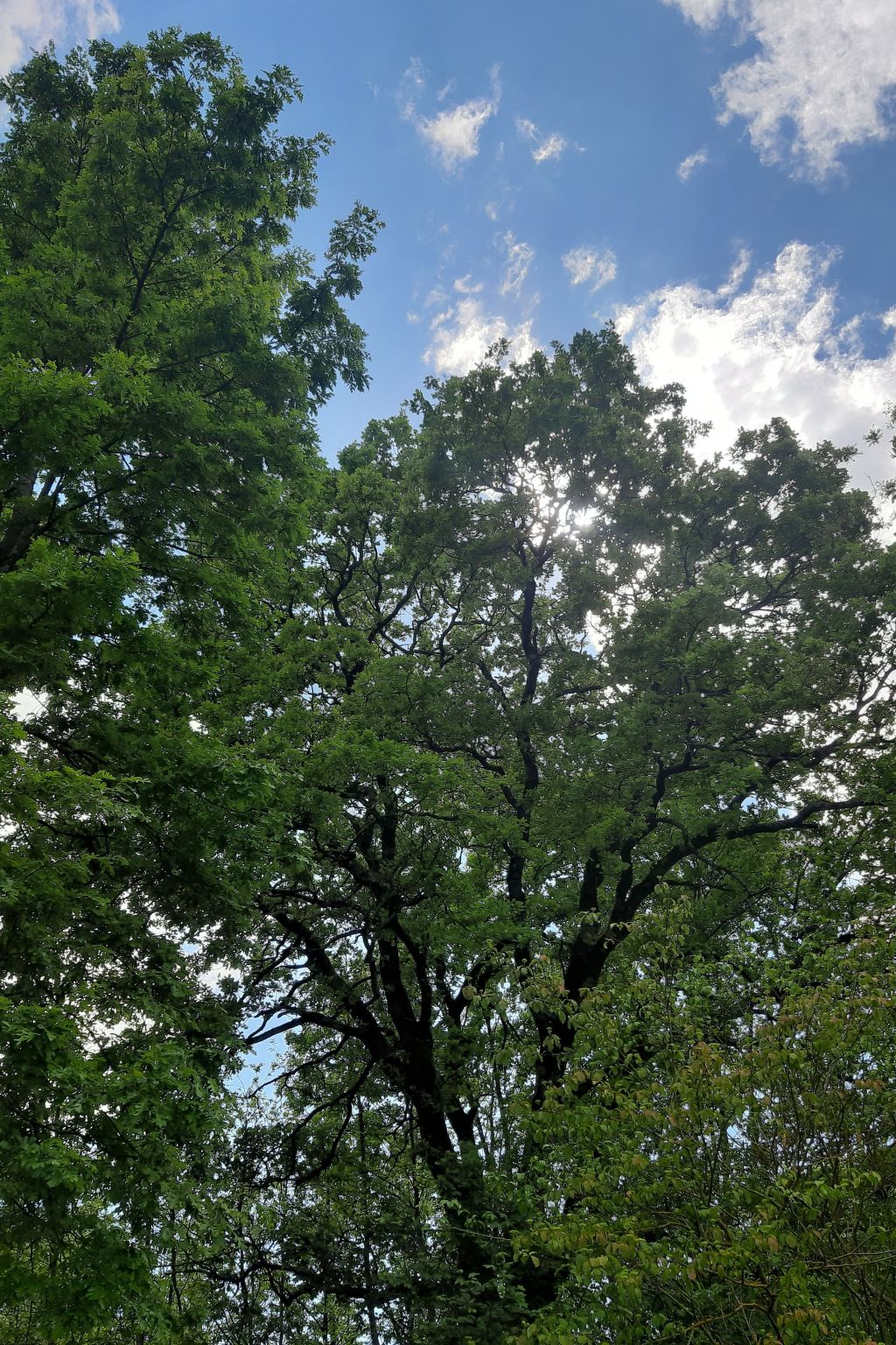 Romantische Villa mit weitläufigem Garten-Dedans