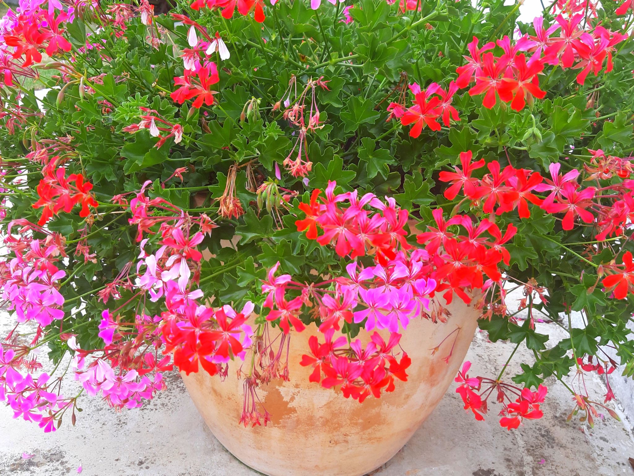 Romantische Villa mit weitläufigem Garten-Dedans