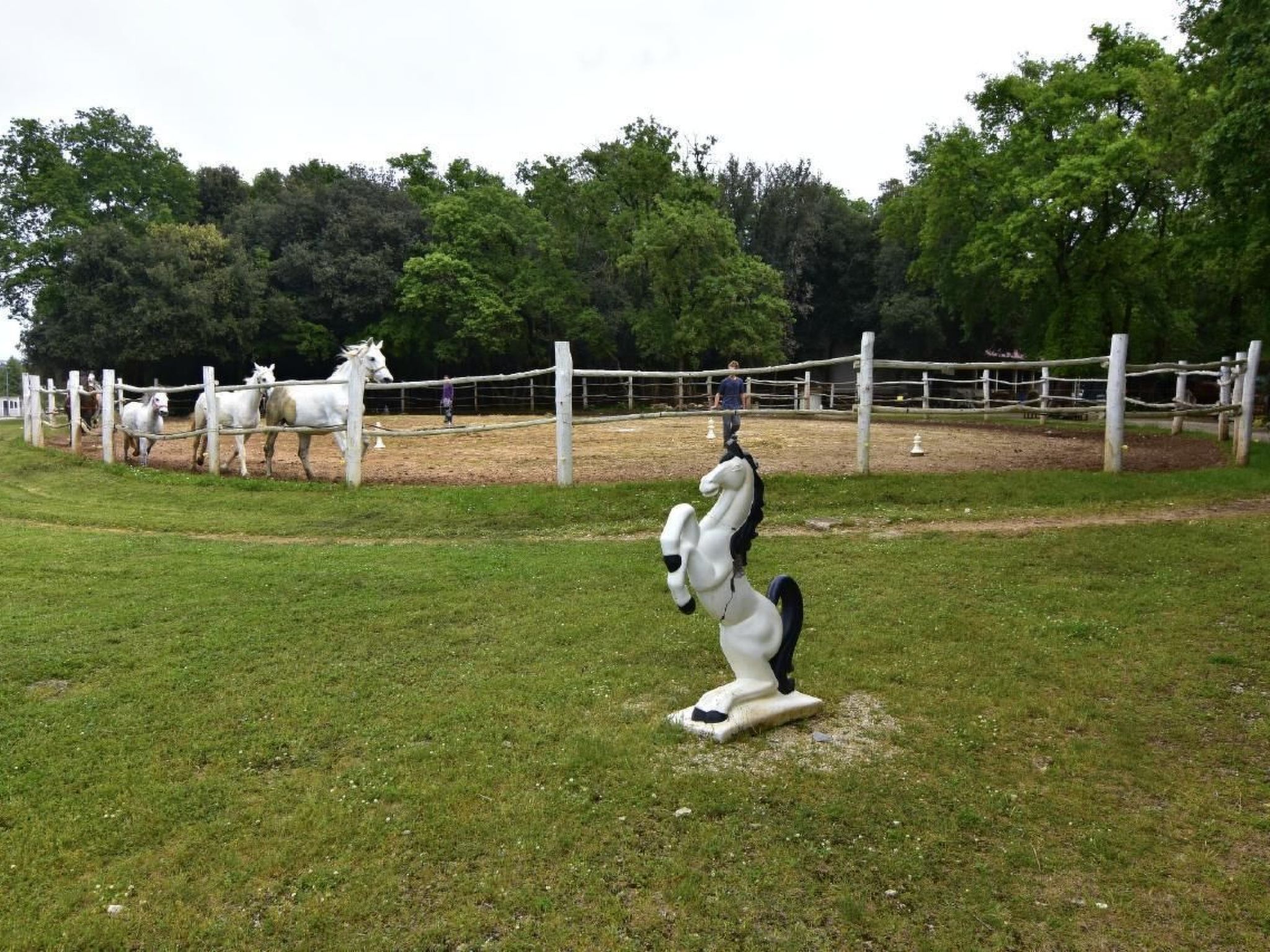 FIORELA 1-Image-tags.info