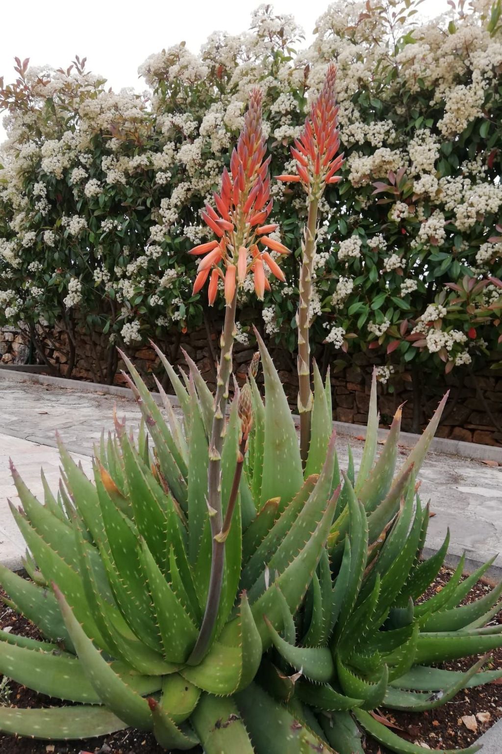 Haus Mirelia für zwei Personen mit Garten-Dedans