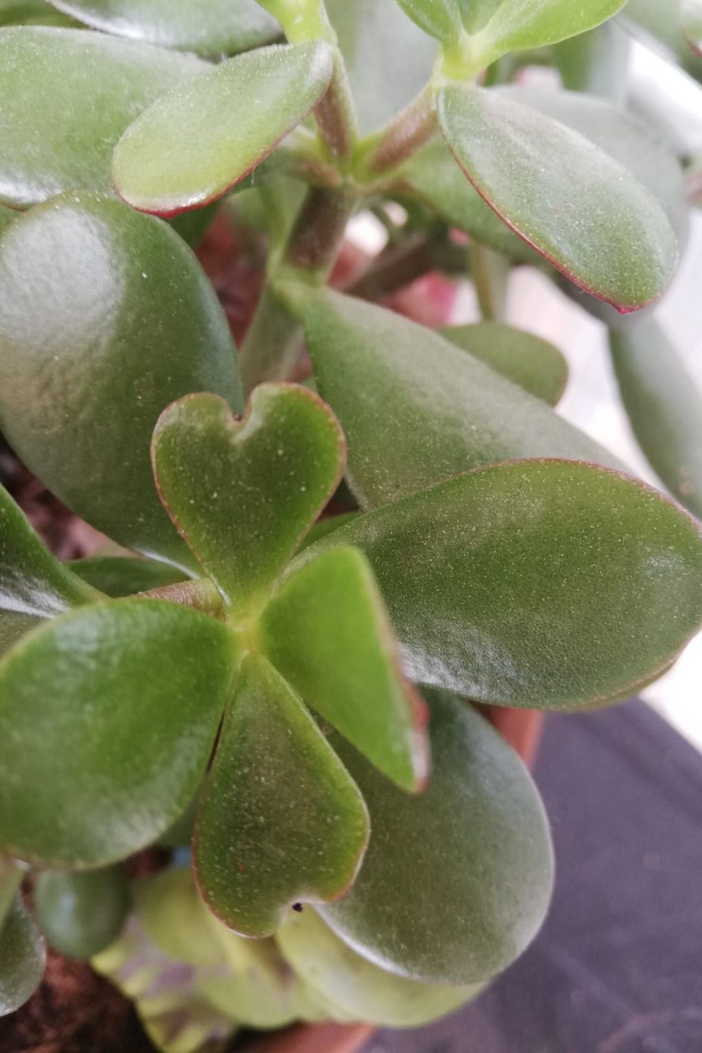 Haus Mirelia für zwei Personen mit Garten-Dedans