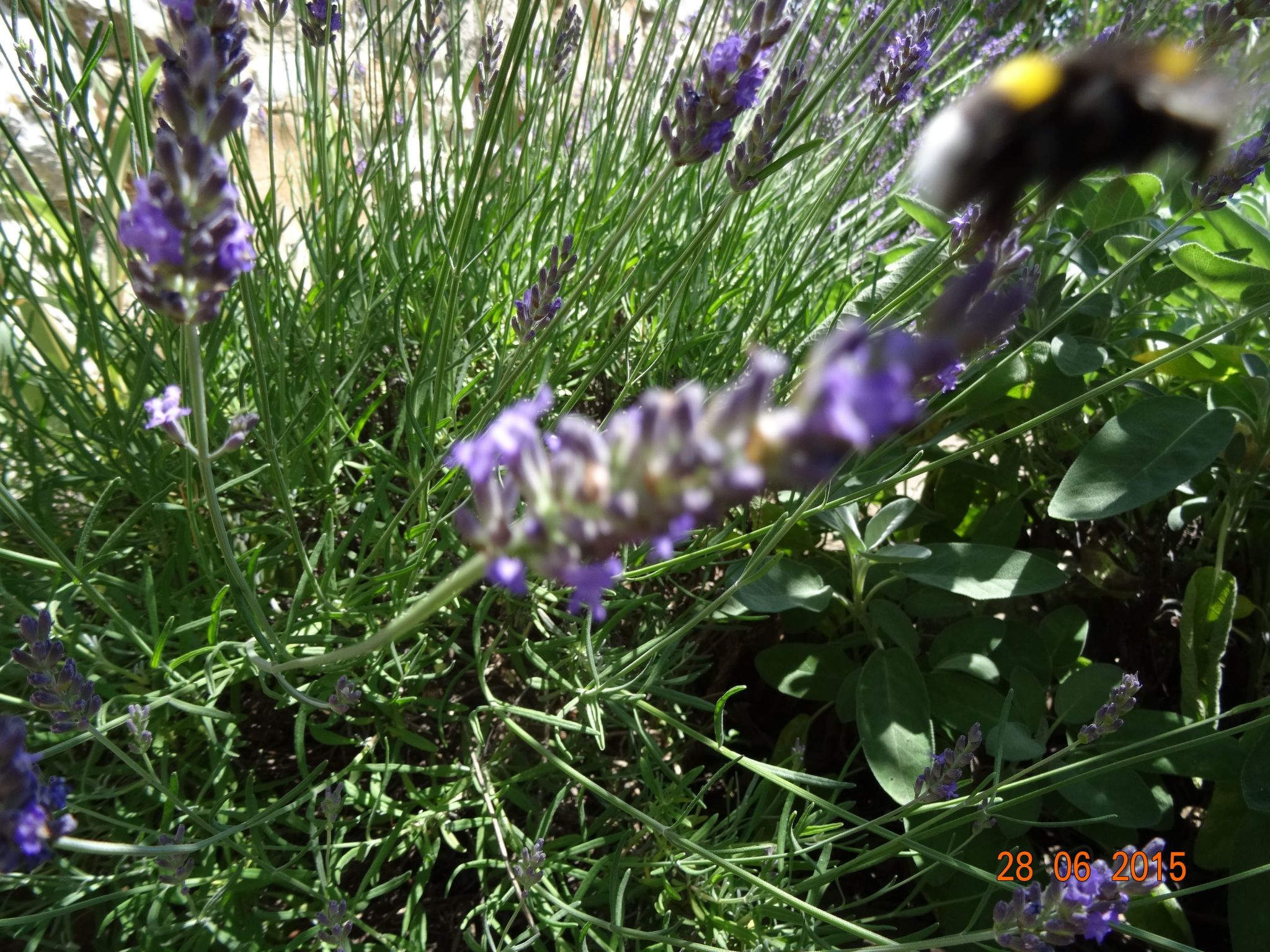 Mit Privatpool für 6 Personen ca. 107 m&sup2; in Cehici, Istrien (Porec und Umg