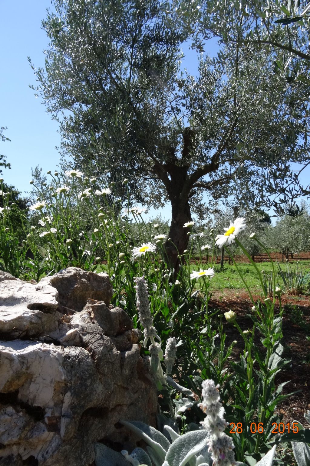 Mit Privatpool für 6 Personen ca. 107 m&sup2; in Cehici, Istrien (Porec und Umg-Image-tags.info