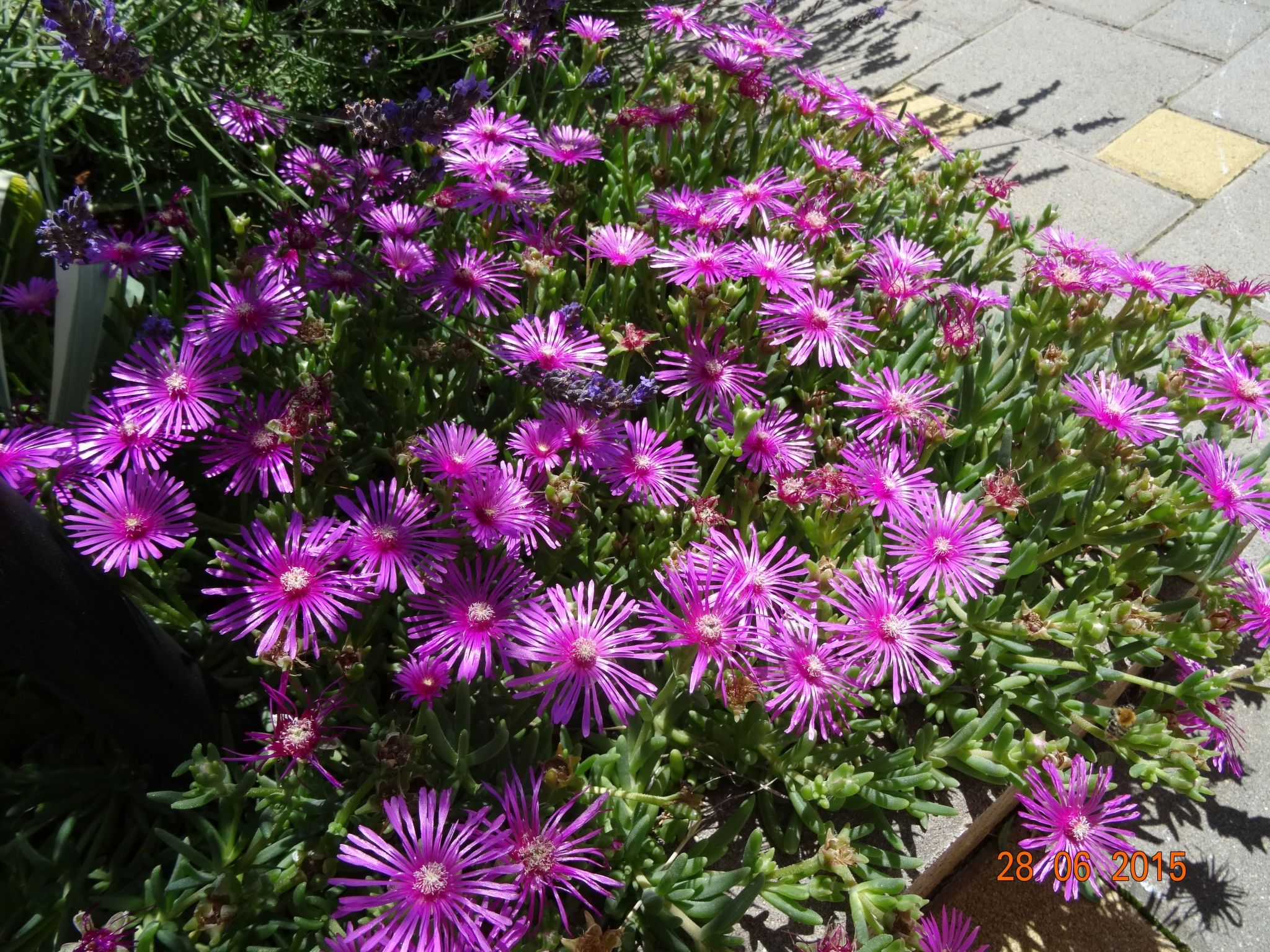 Mit Privatpool für 6 Personen ca. 107 m&sup2; in Cehici, Istrien (Porec und Umg-Image-tags.info